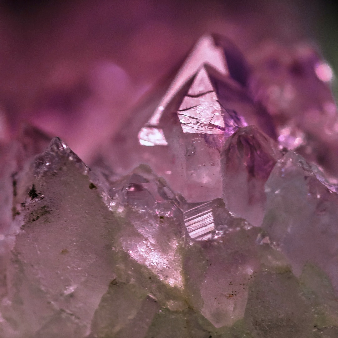 Sigma 105mm F2.8 EX DG OS HSM sample photo. Just pink  photography