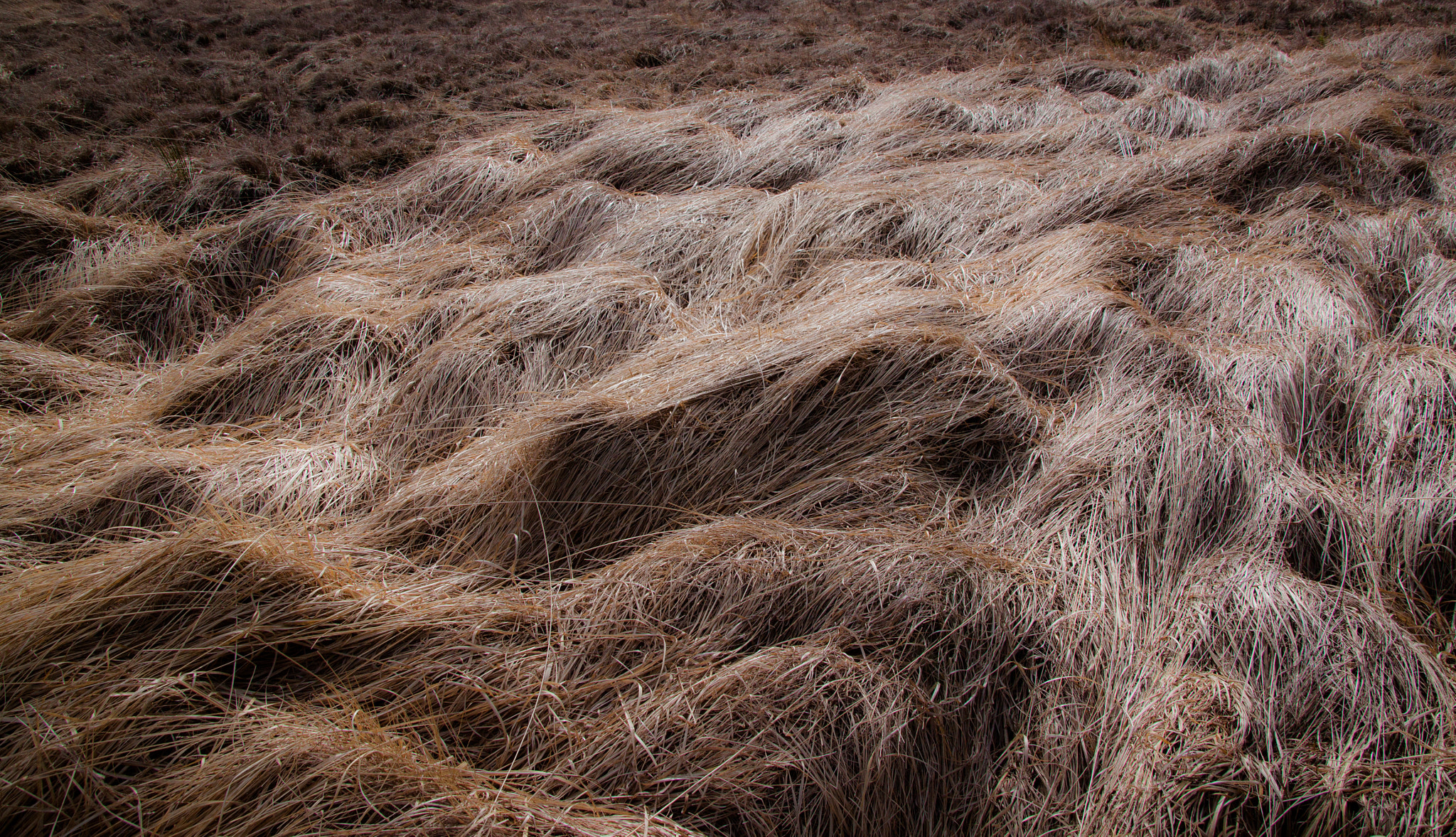 Canon TS-E 90mm F2.8 Tilt-Shift sample photo. Waves in the grass photography