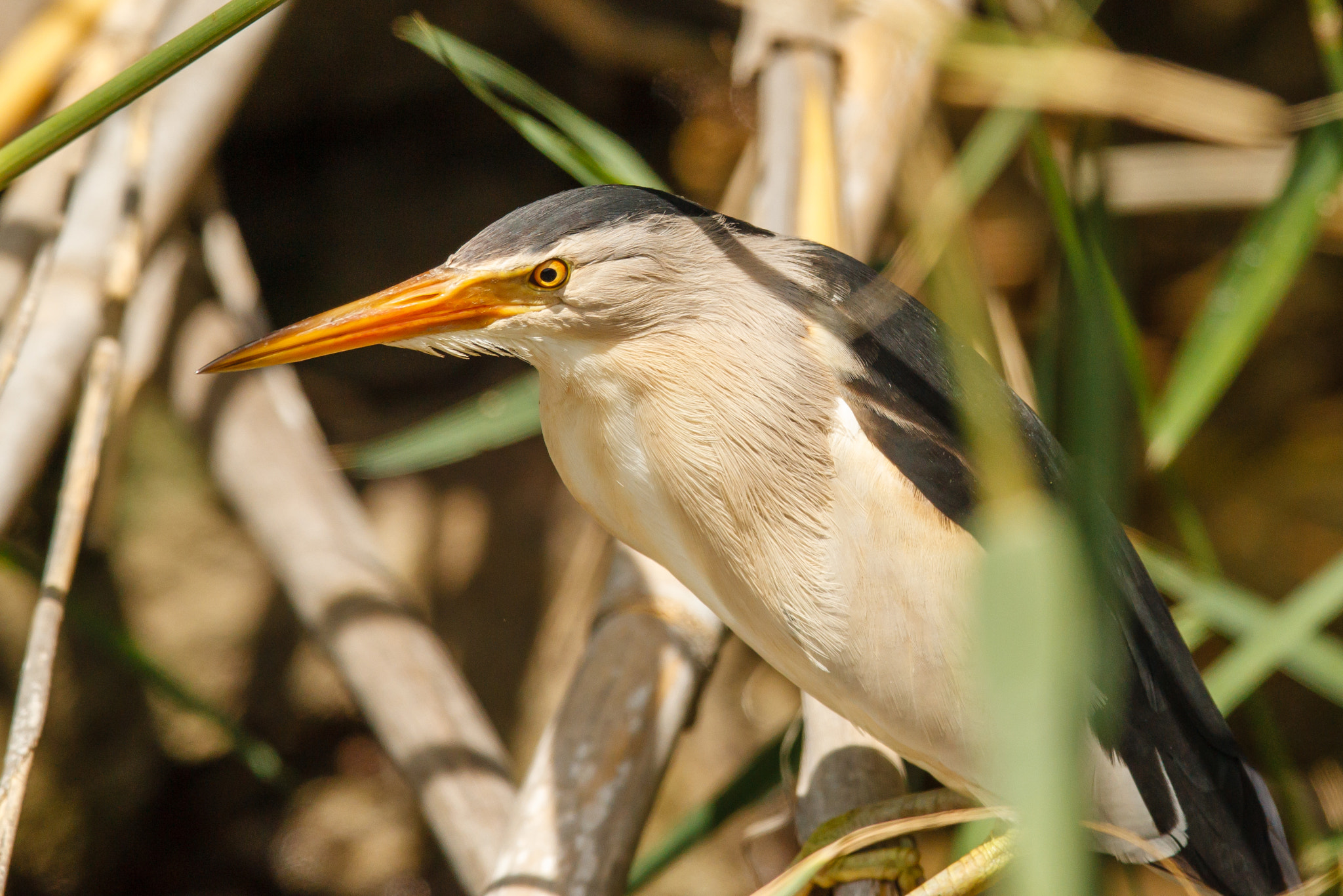 Canon EOS-1D Mark IV sample photo. Little bittern hiding in reed photography