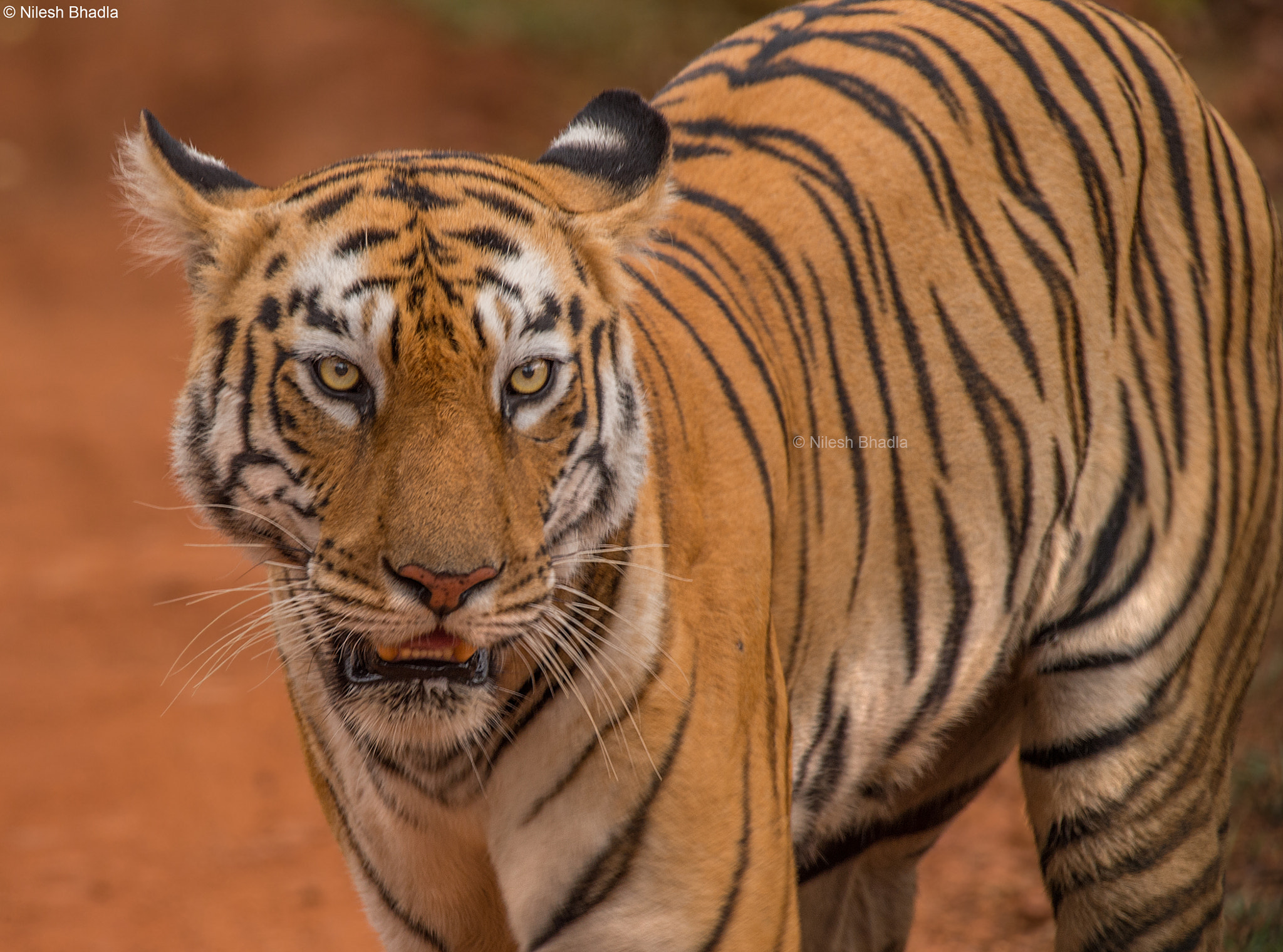 Nikon AF-S Nikkor 200-500mm F5.6E ED VR sample photo. Killer eyes photography