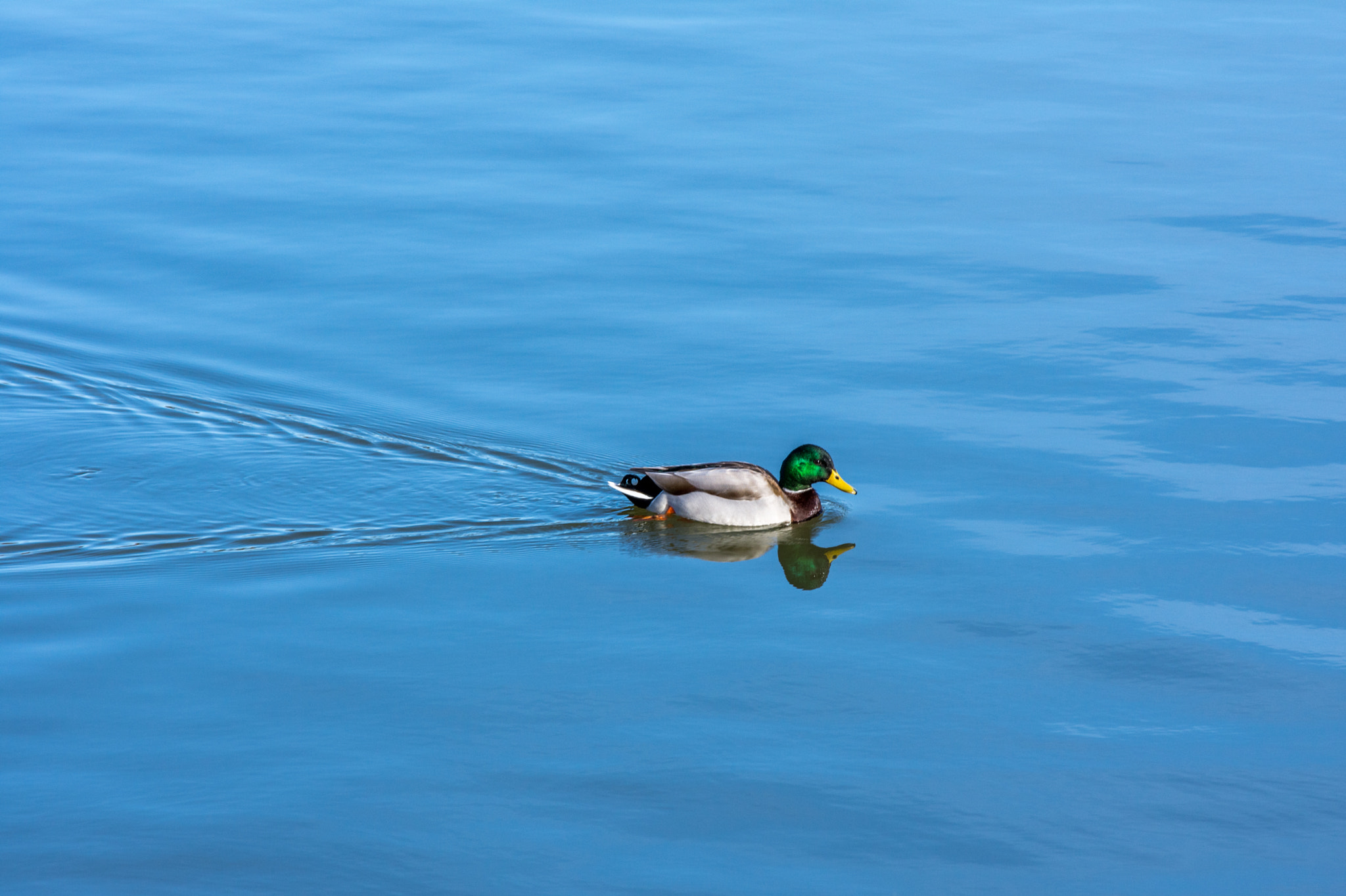 Nikon D7200 sample photo. Lonely in blue  photography