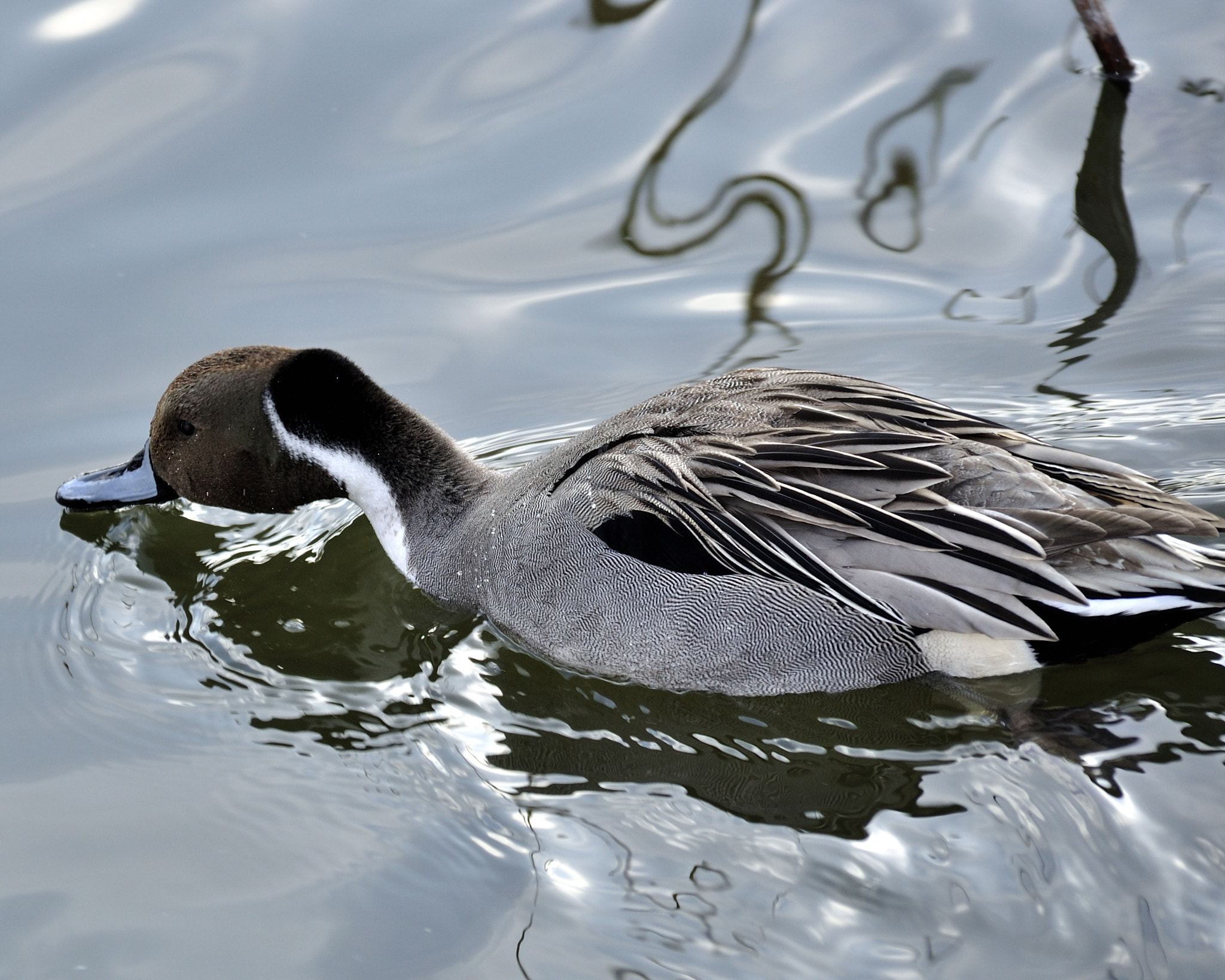 Sigma 18-200mm F3.5-6.3 DC OS HSM sample photo. Swim photography