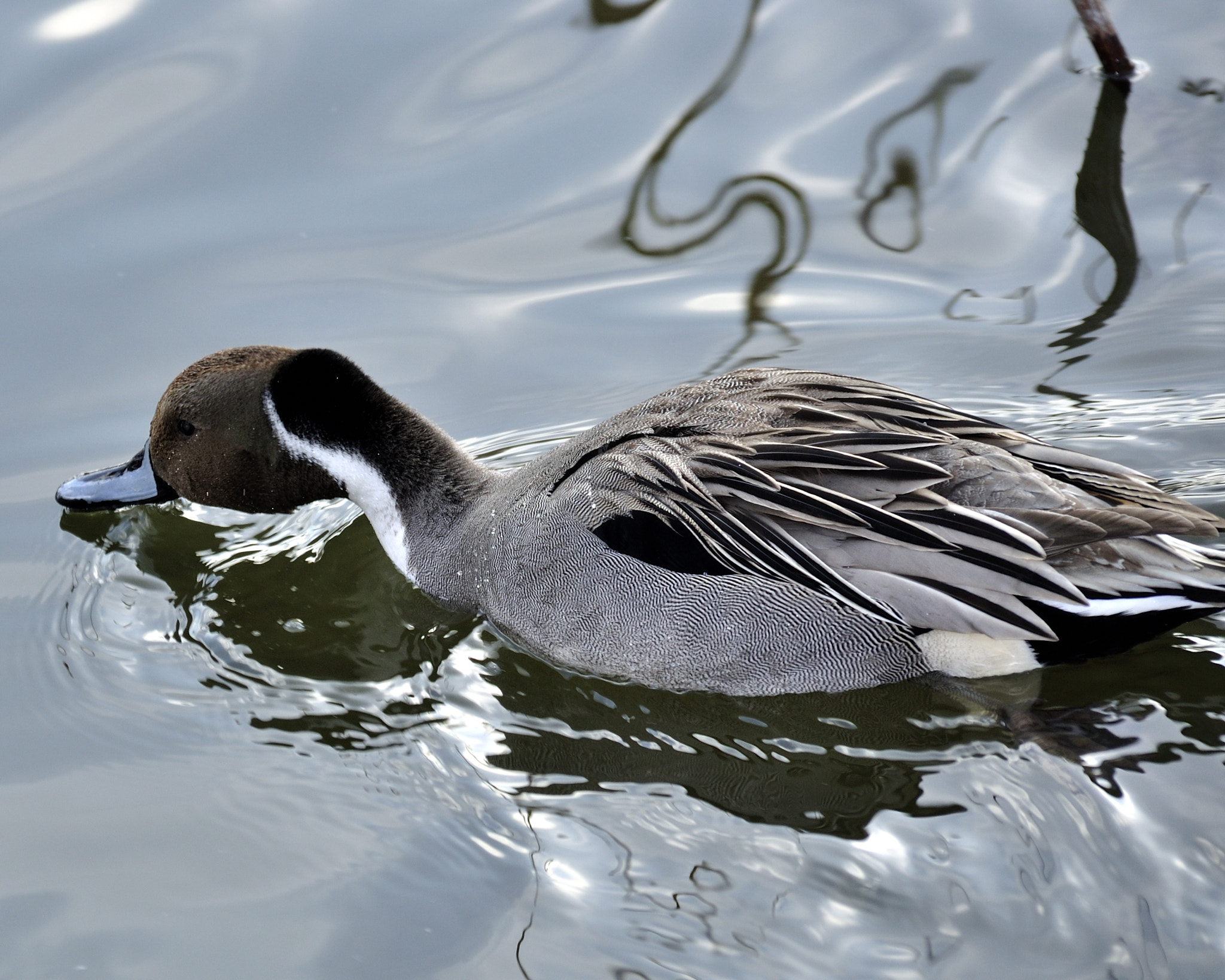 Nikon D90 + Sigma 18-200mm F3.5-6.3 DC OS HSM sample photo. Swim photography