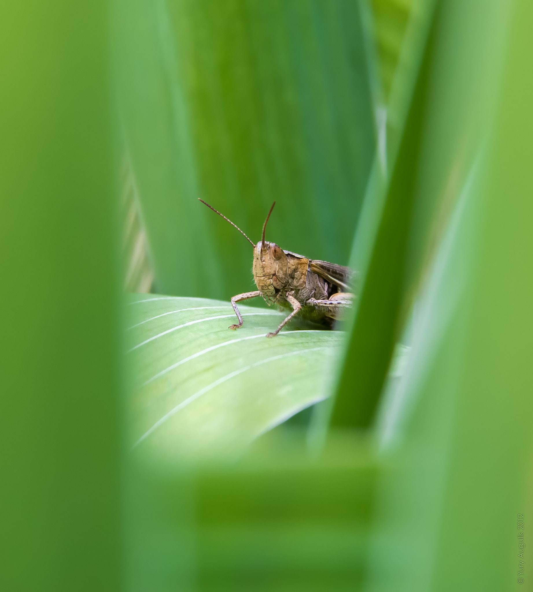 Canon EF-S 17-85mm F4-5.6 IS USM sample photo. In the grass grasshopper sat photography