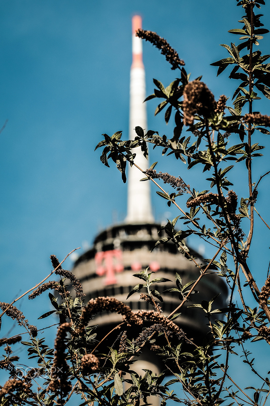 Fujifilm XF 90mm F2 R LM WR sample photo. Cologne spike photography