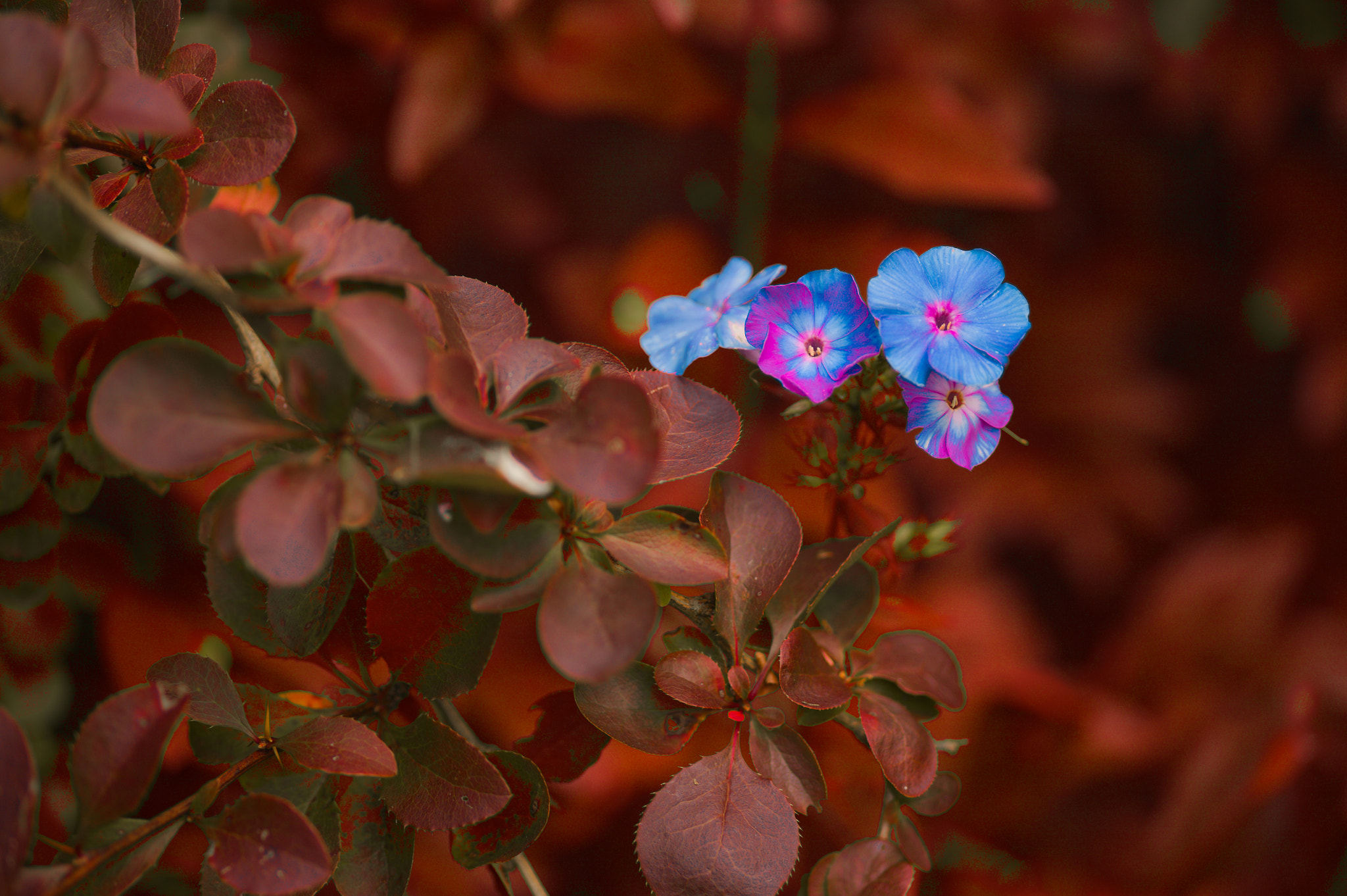 Canon EOS 5D + Sigma 105mm F2.8 EX DG Macro sample photo. Img_2952.jpg photography