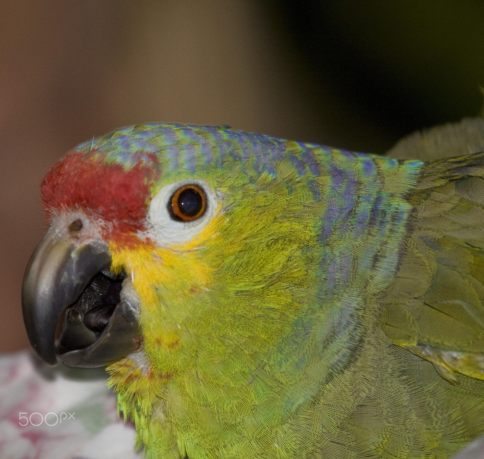 Canon EOS 50D + Canon EF 100-400mm F4.5-5.6L IS USM sample photo. Colorful parrot photography