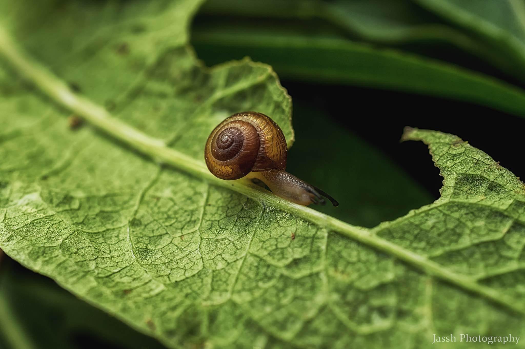 Nikon AF-S DX Micro Nikkor 40mm F2.8 sample photo. Snail photography