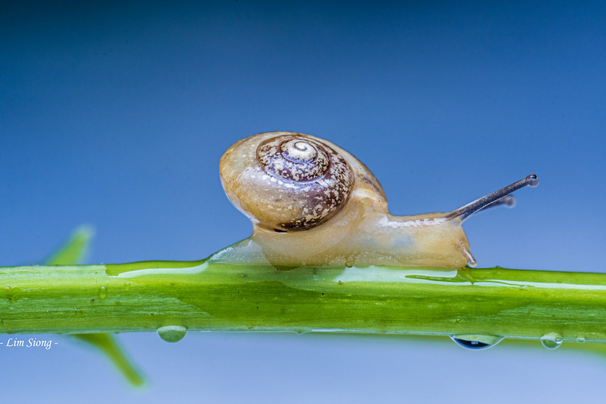 Sigma 70-300mm F4-5.6 APO DG Macro sample photo. Snail photography
