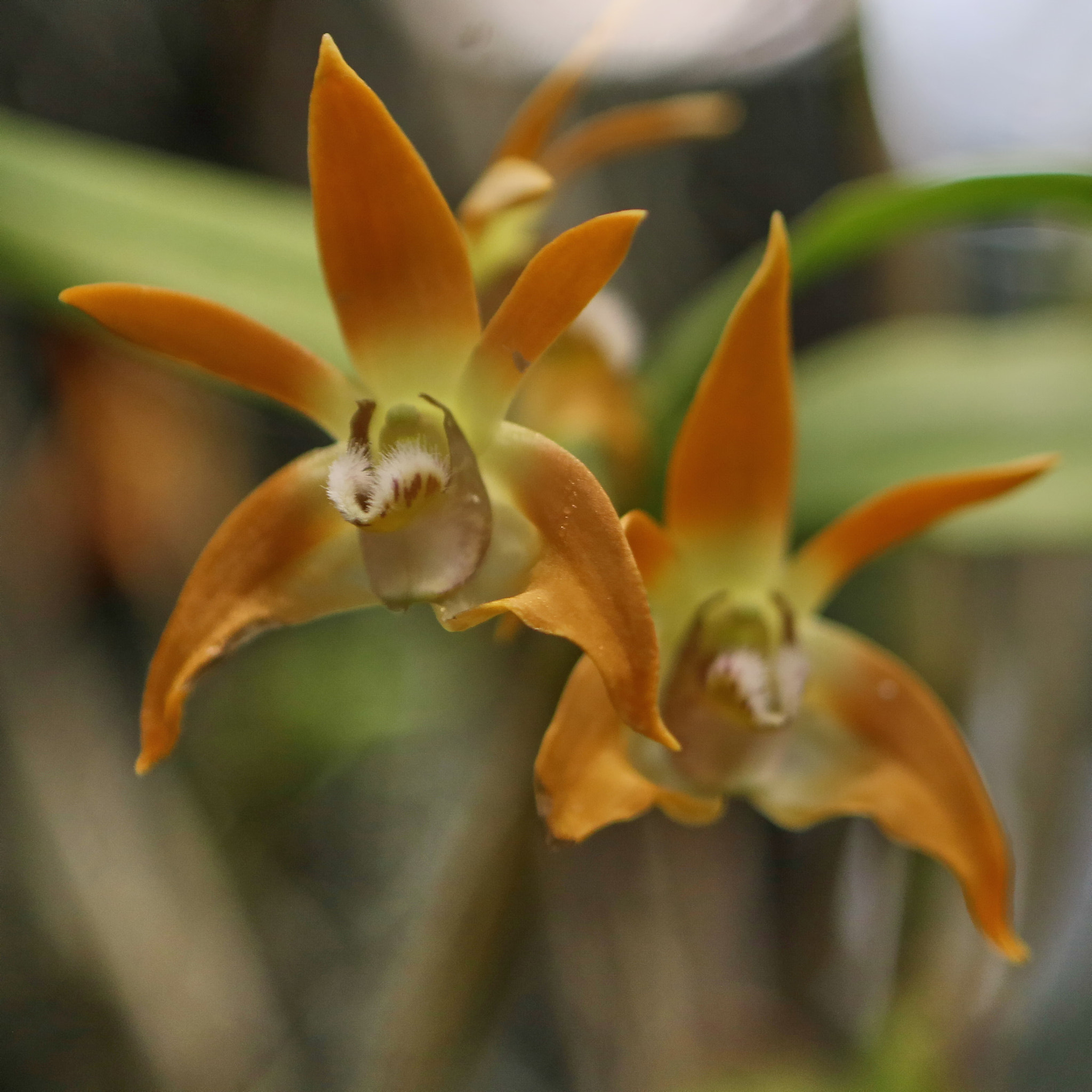 Canon EF 24-70mm F2.8L USM sample photo. A series of orchids photography