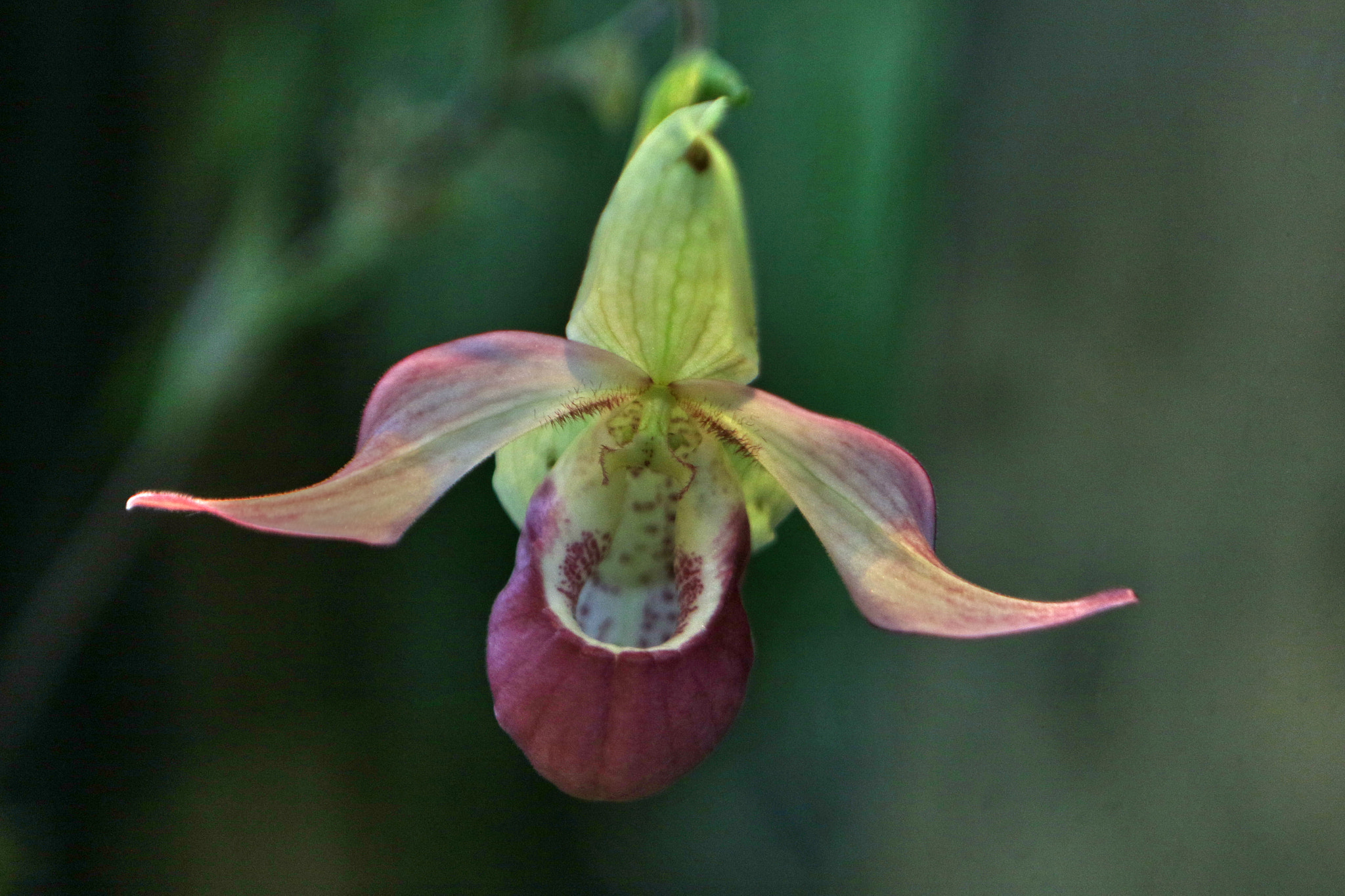 Canon EF 24-70mm F2.8L USM sample photo. A series of orchids photography