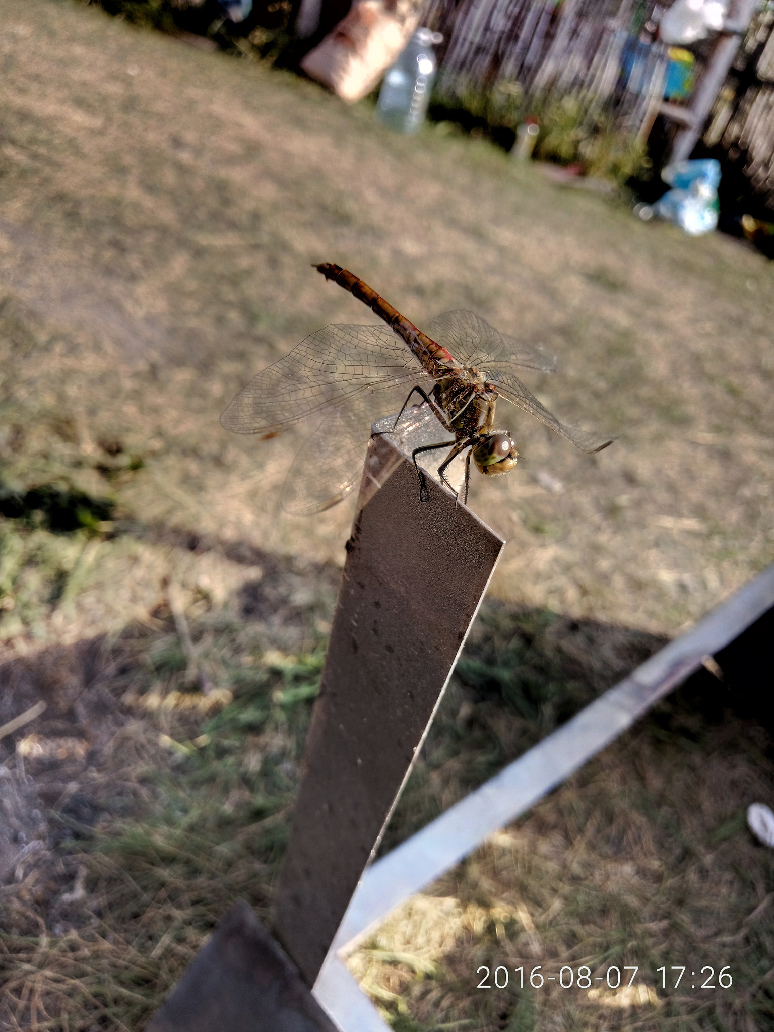 Meizu PRO 6 sample photo