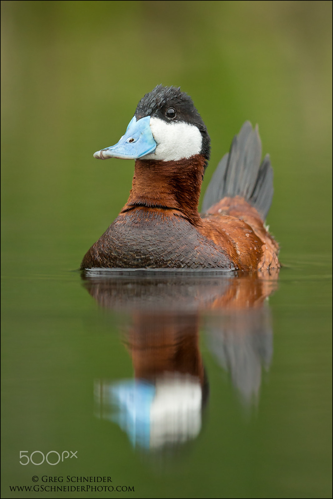 Canon EF 600mm F4L IS II USM sample photo. Ruddy duck drake - alert pose photography