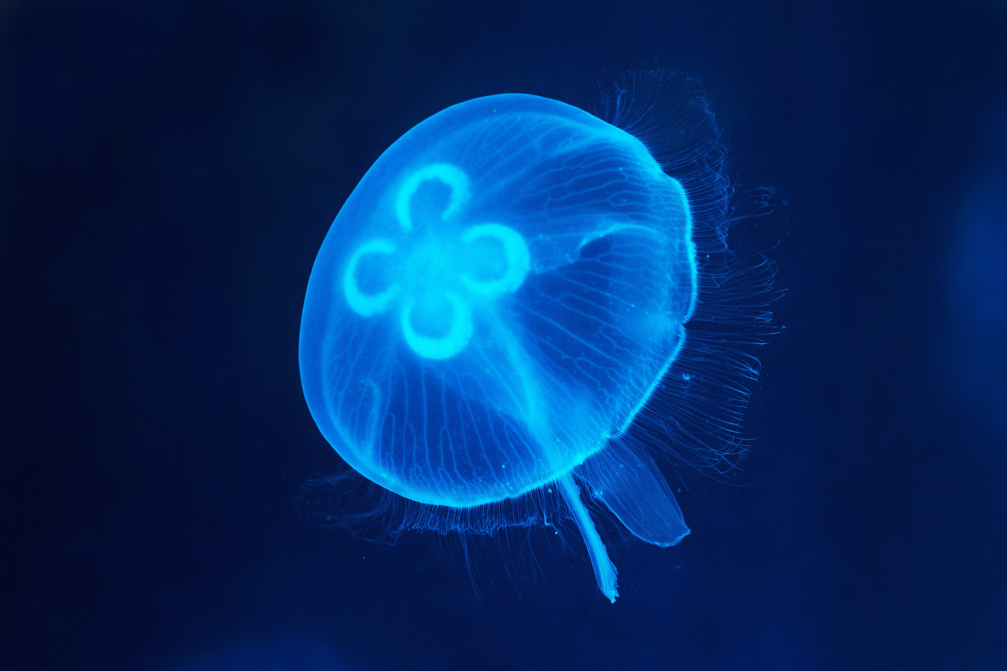 Nikon D7100 + Nikon AF-S Nikkor 50mm F1.4G sample photo. Moon jellyfish ( aurelia aurita) photography