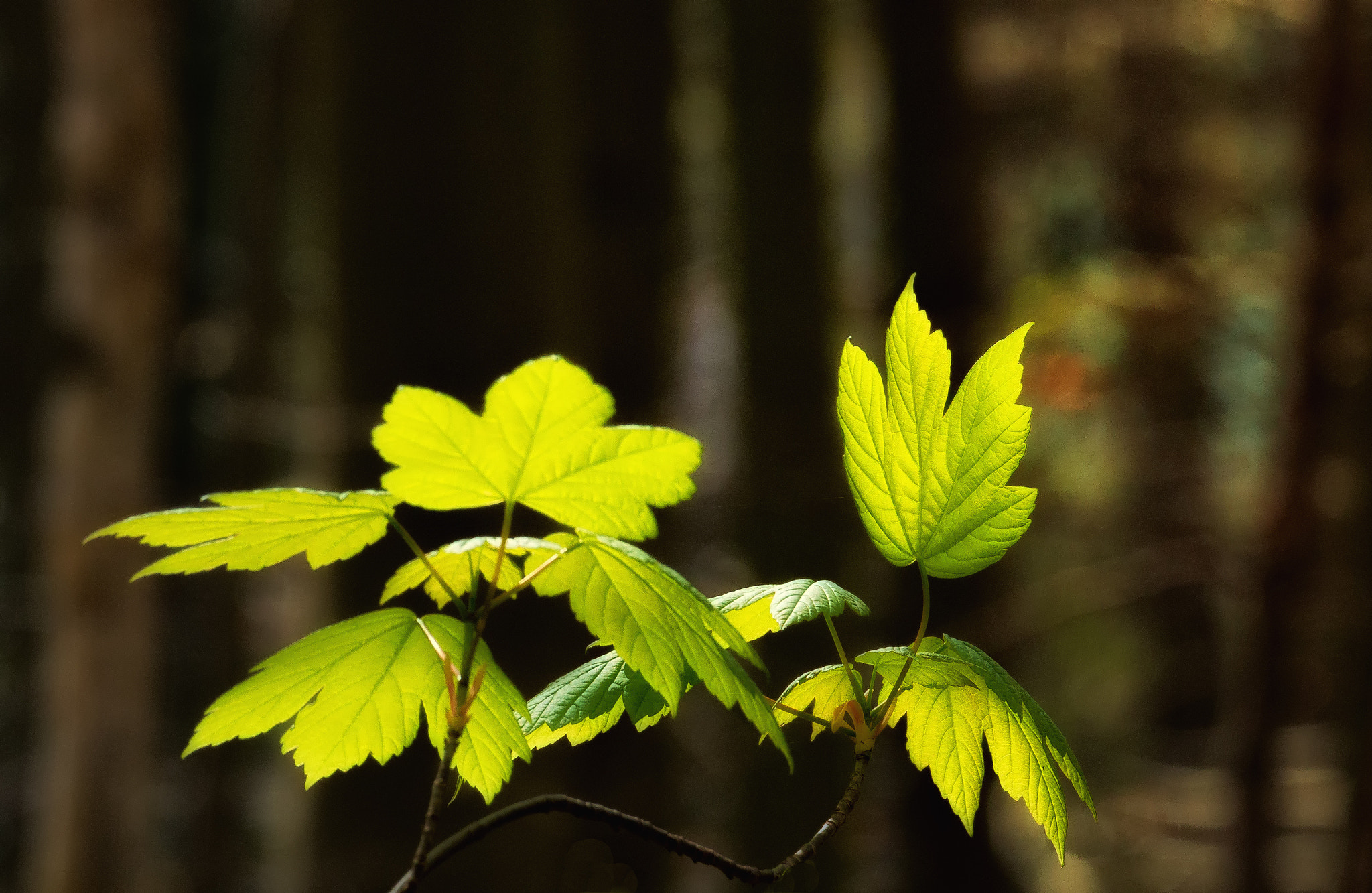 Canon EOS 70D + Canon EF 70-300mm F4-5.6L IS USM sample photo. Leaves in the forest photography