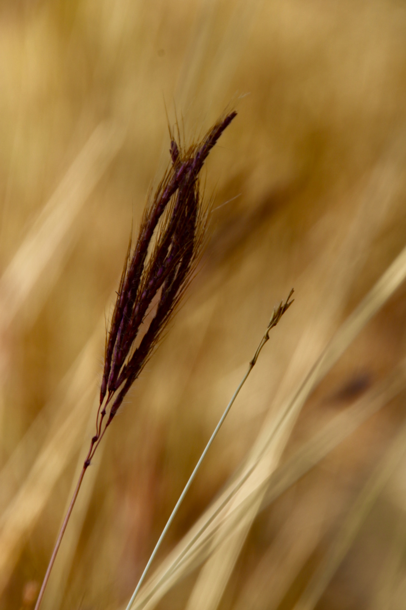 Canon 18-250mm sample photo