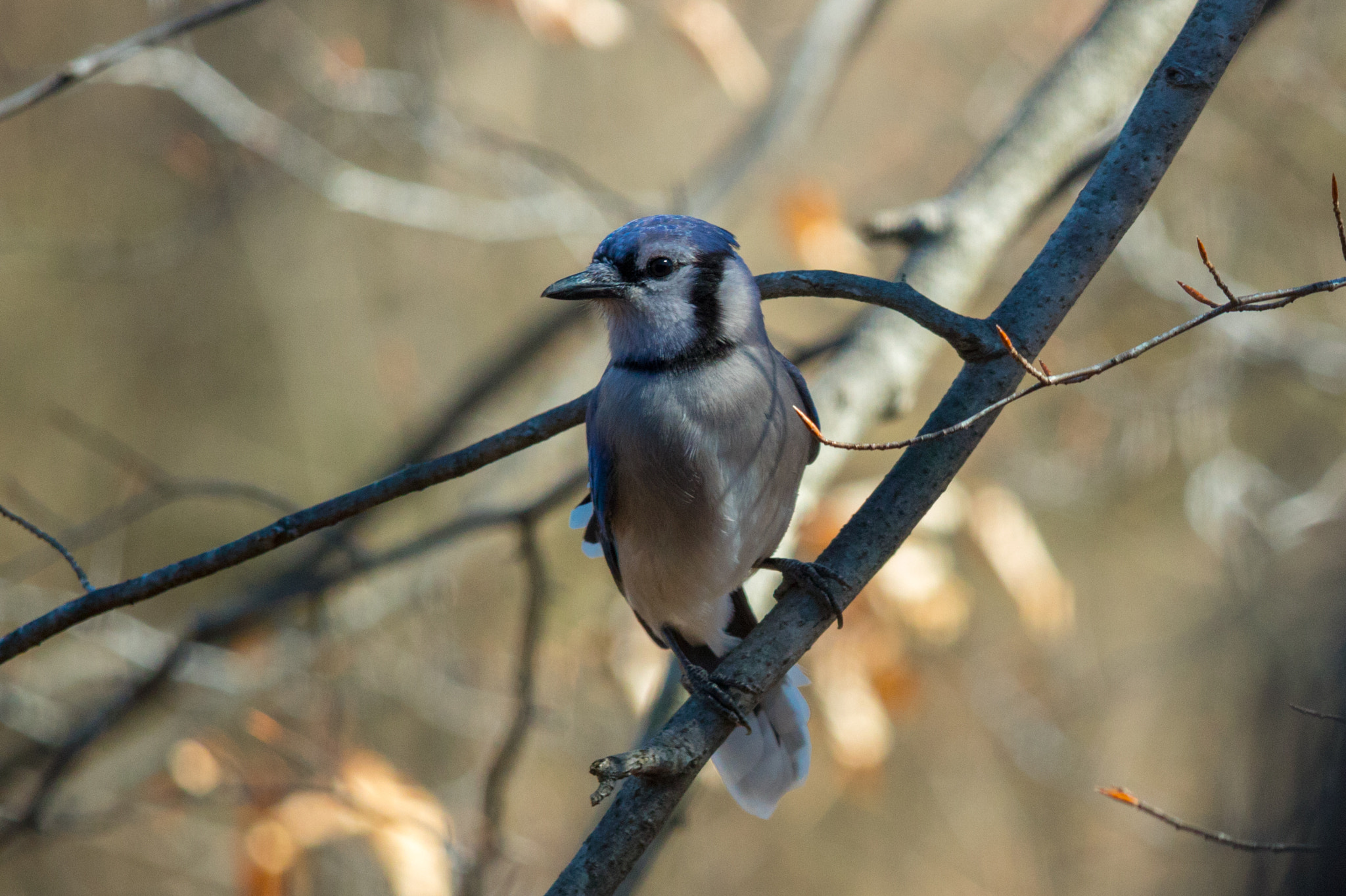 Canon EF-S 55-250mm F4-5.6 IS STM sample photo. Blue jay photography
