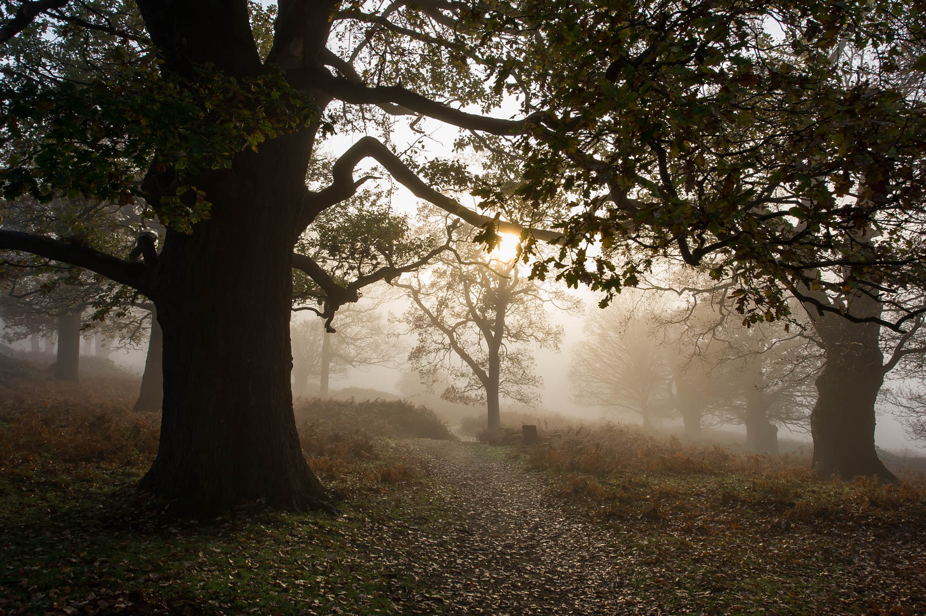Nikon D3S sample photo. Autumn mist photography