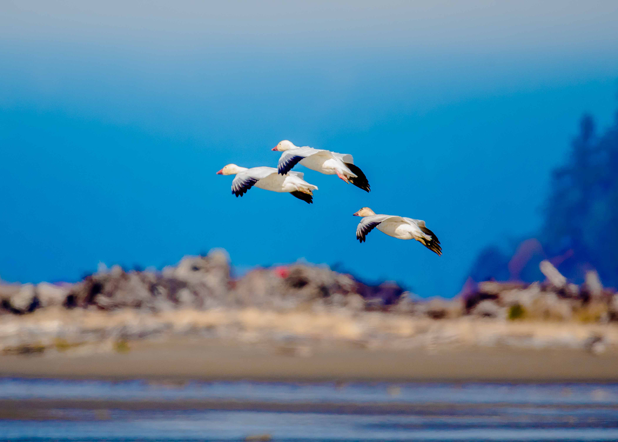 Sigma 150-600mm F5-6.3 DG OS HSM | S sample photo. Dsc photography
