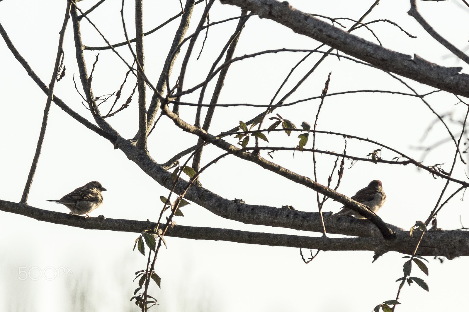 Sony SLT-A68 + Minolta AF 200mm F2.8 HS-APO G sample photo. Orizzonti comuni photography