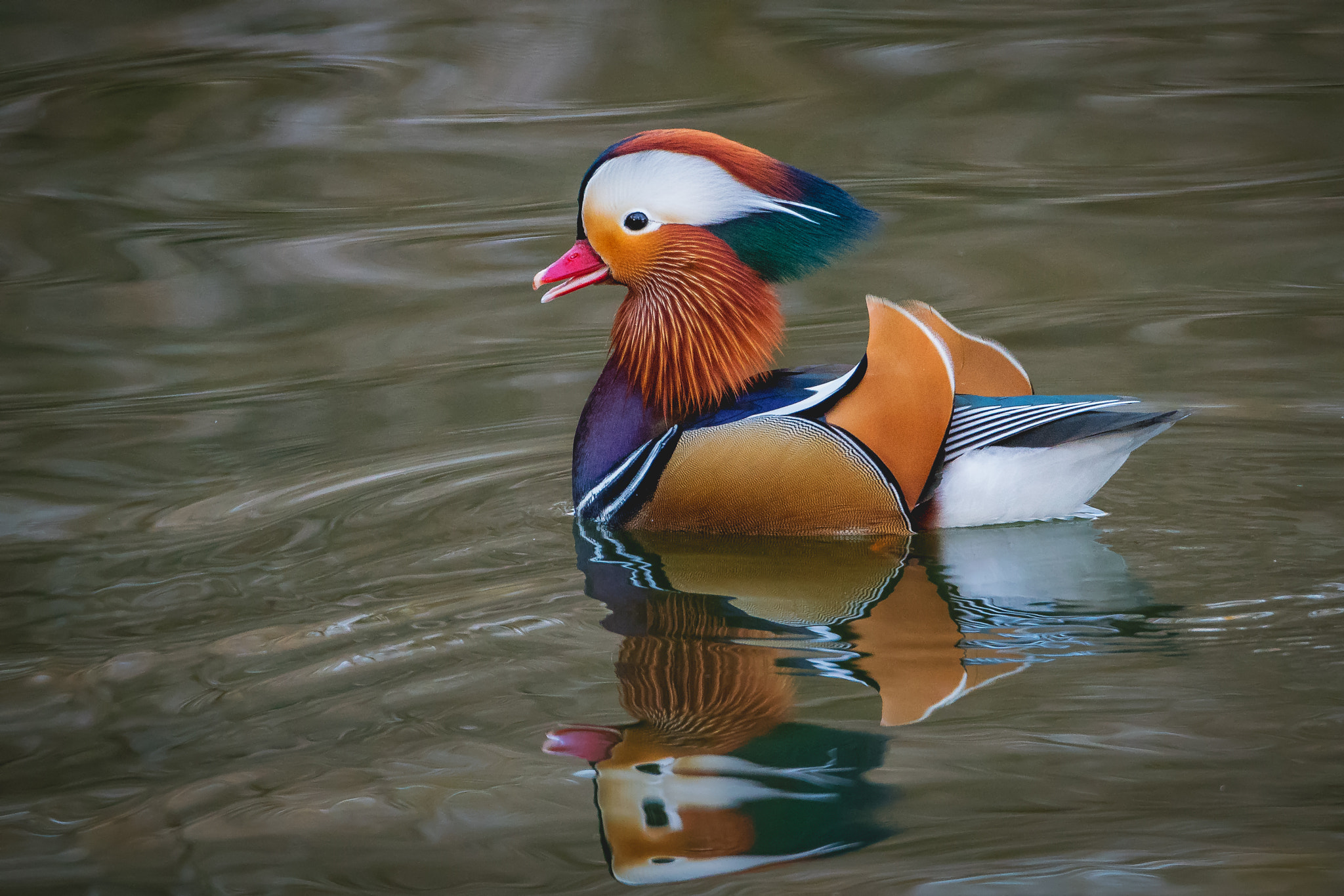 Nikon D500 sample photo. Mandarin duck... photography