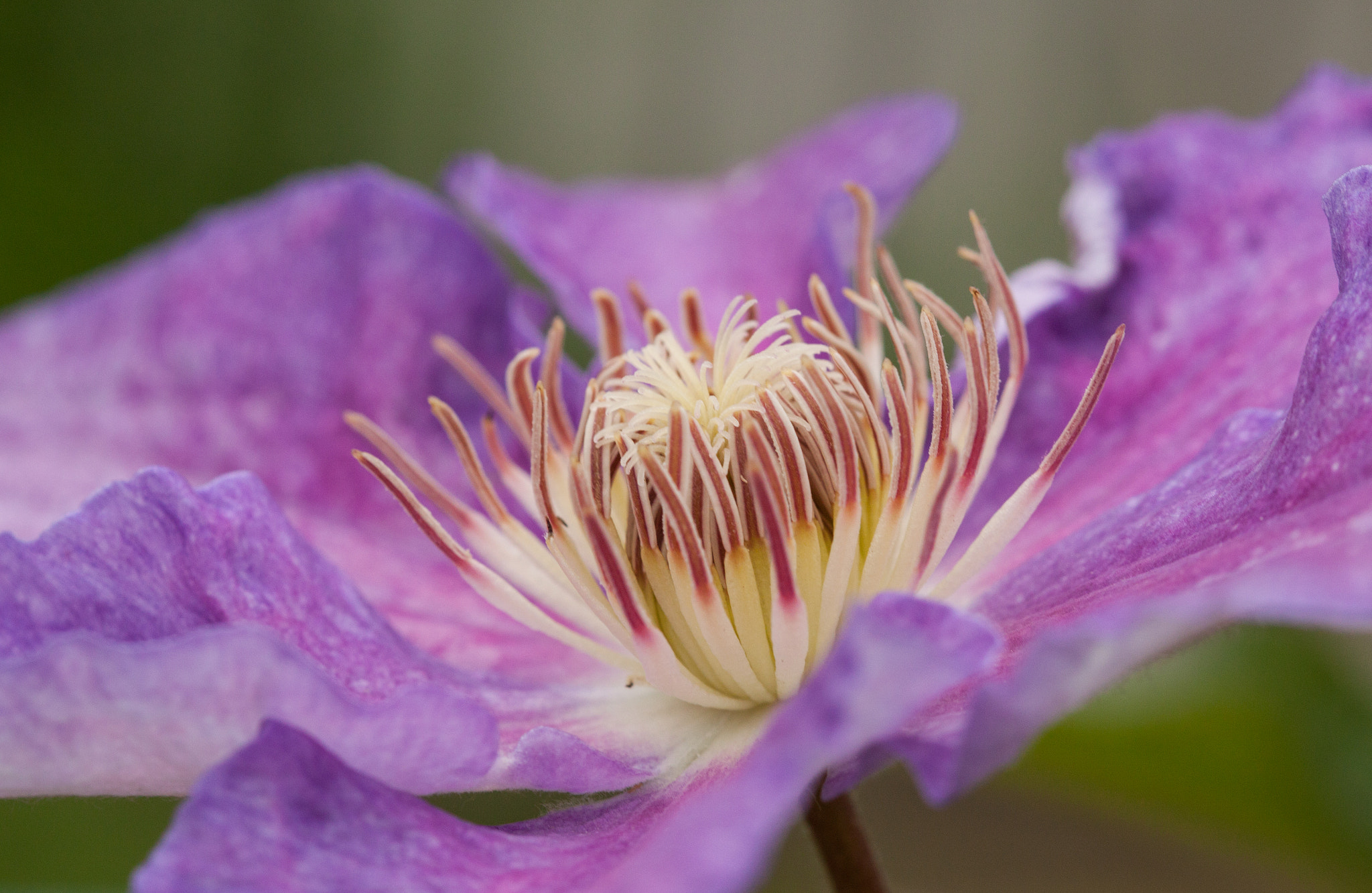 Canon EF 100mm F2.8 Macro USM sample photo. Flower bloom photography