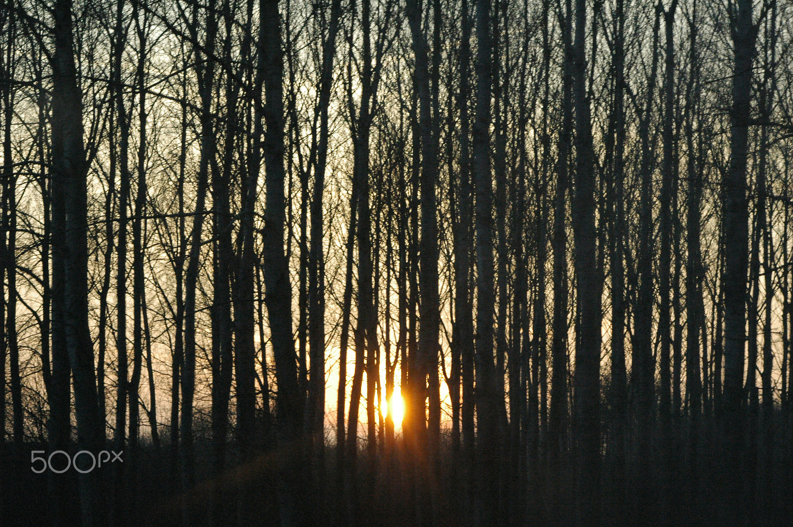 Nikon D70s + Tamron SP 70-300mm F4-5.6 Di VC USD sample photo. Sunset through trees photography