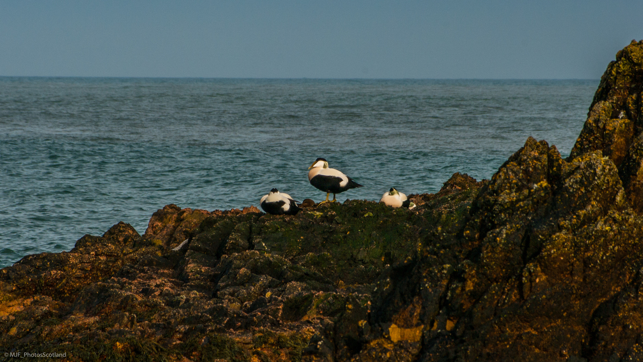 Samsung GX-20 sample photo. Eider ducks. buchan coast. photography