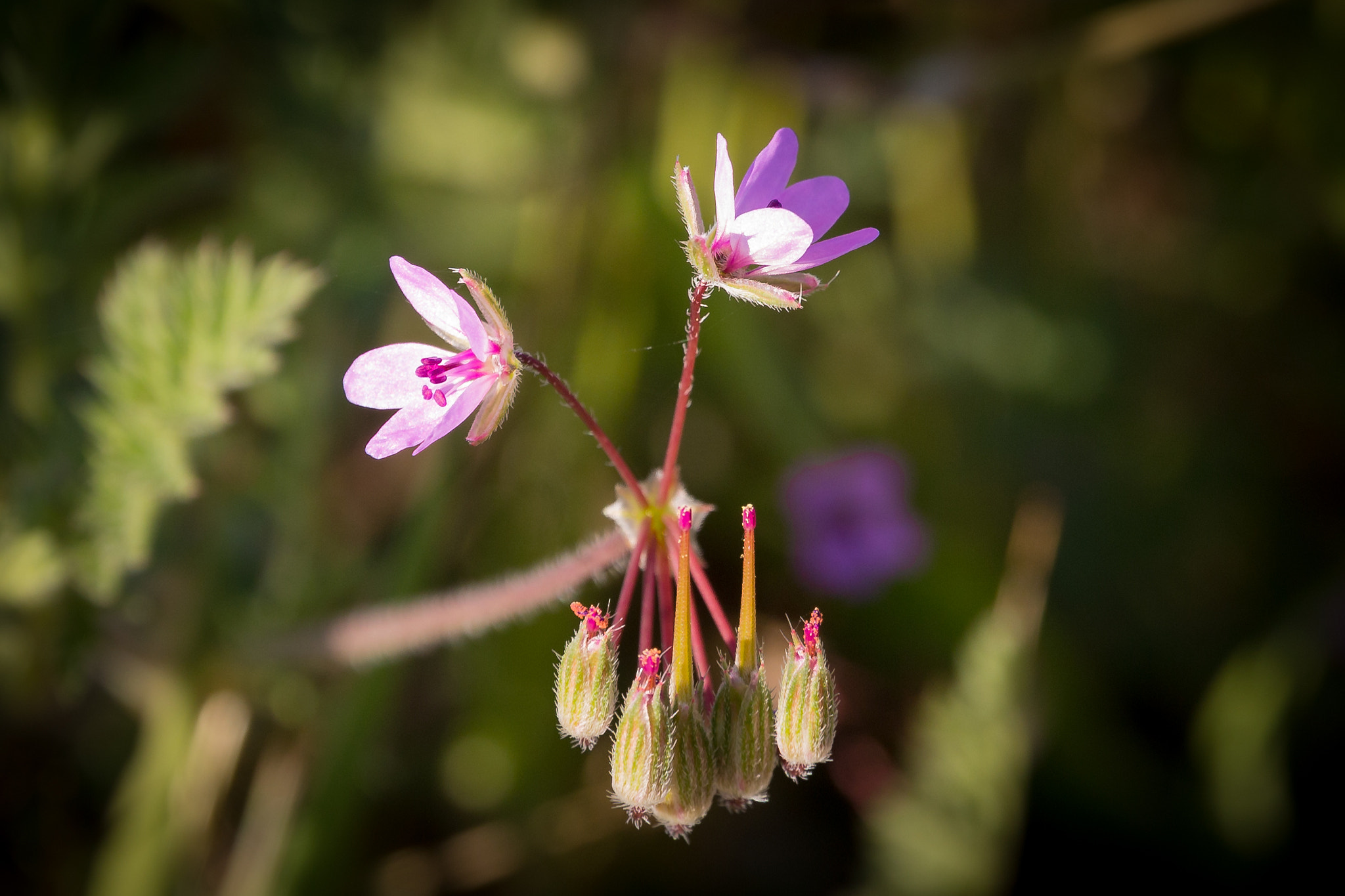Canon EF 24-70mm F2.8L II USM sample photo. Morning hiking  photography