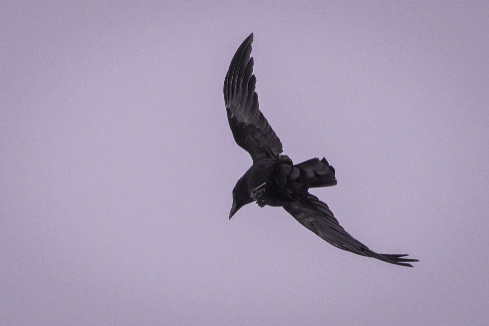 Nikon AF-S Nikkor 200-500mm F5.6E ED VR sample photo. Anflug photography