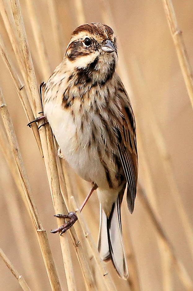 Canon EOS 6D sample photo. Female reed bunting among the reeds photography