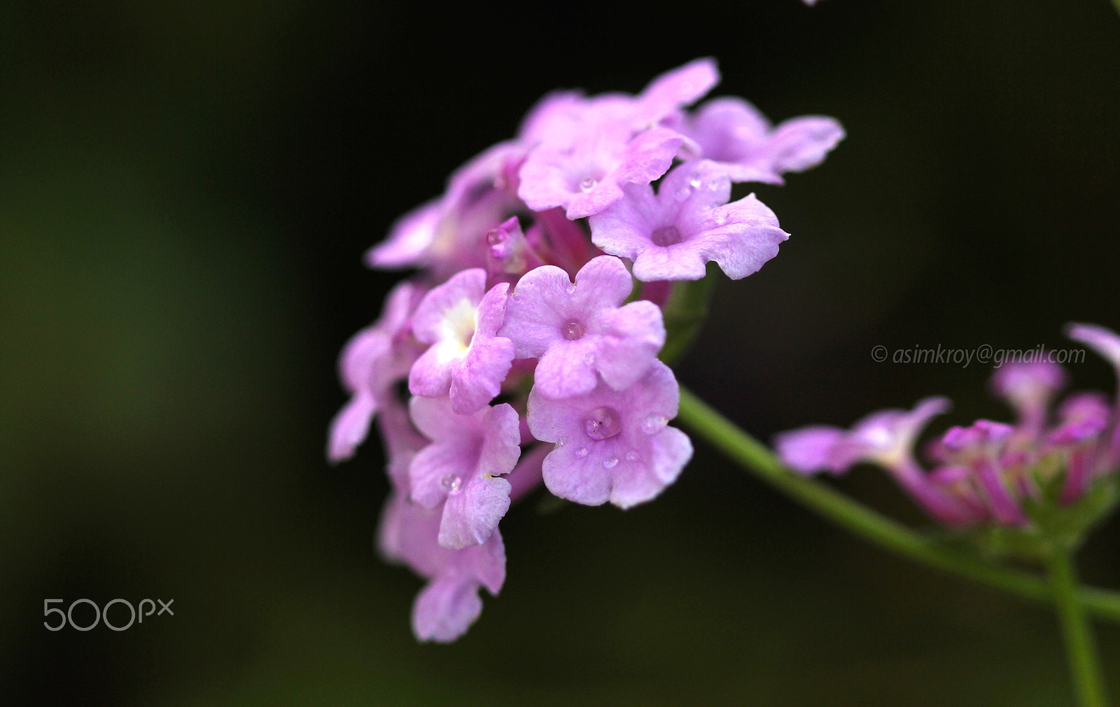 Canon EF 100mm F2.8 Macro USM sample photo. Love is in the air... photography
