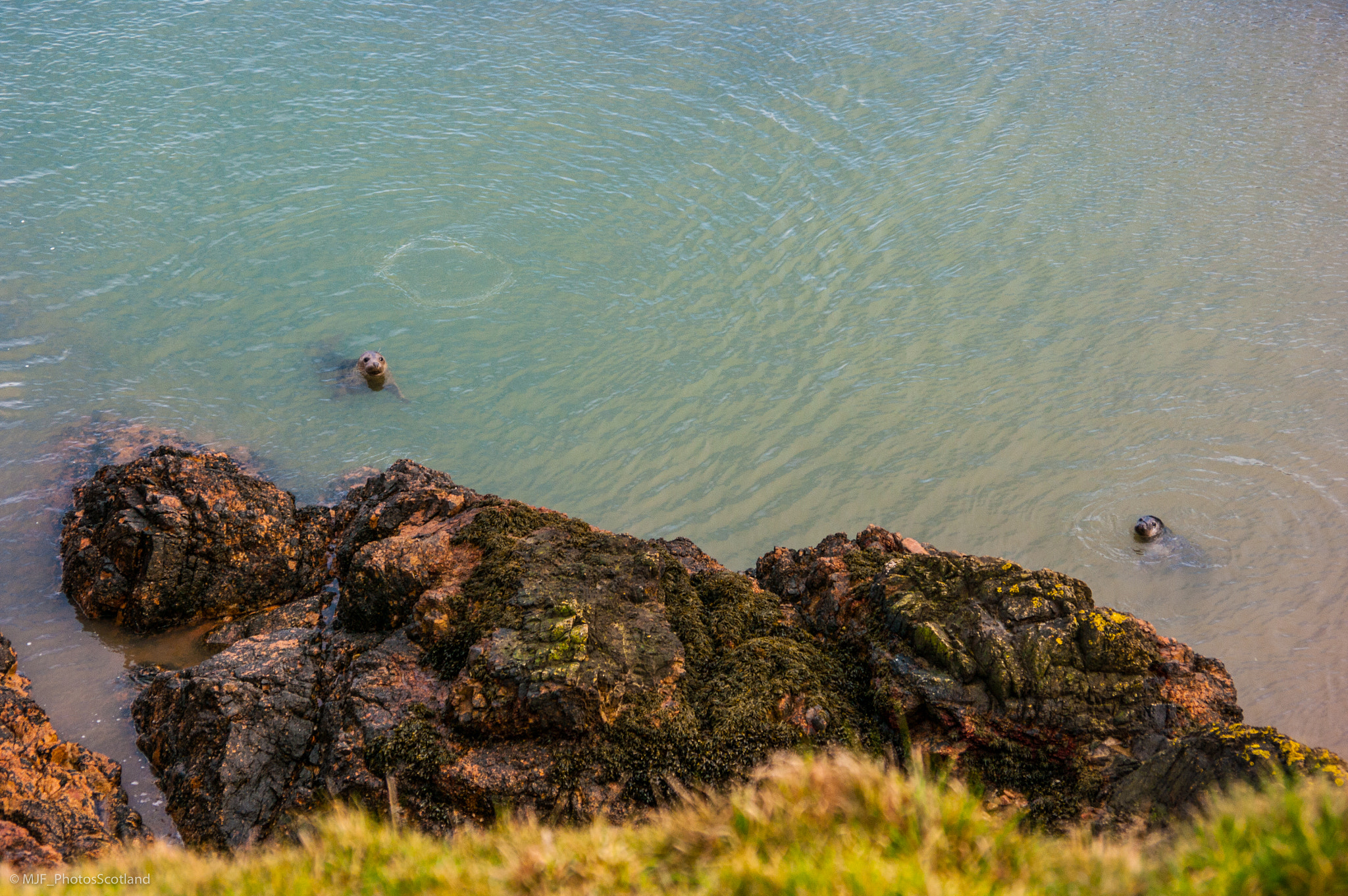 Samsung GX-20 sample photo. Being watched. grey seals. photography
