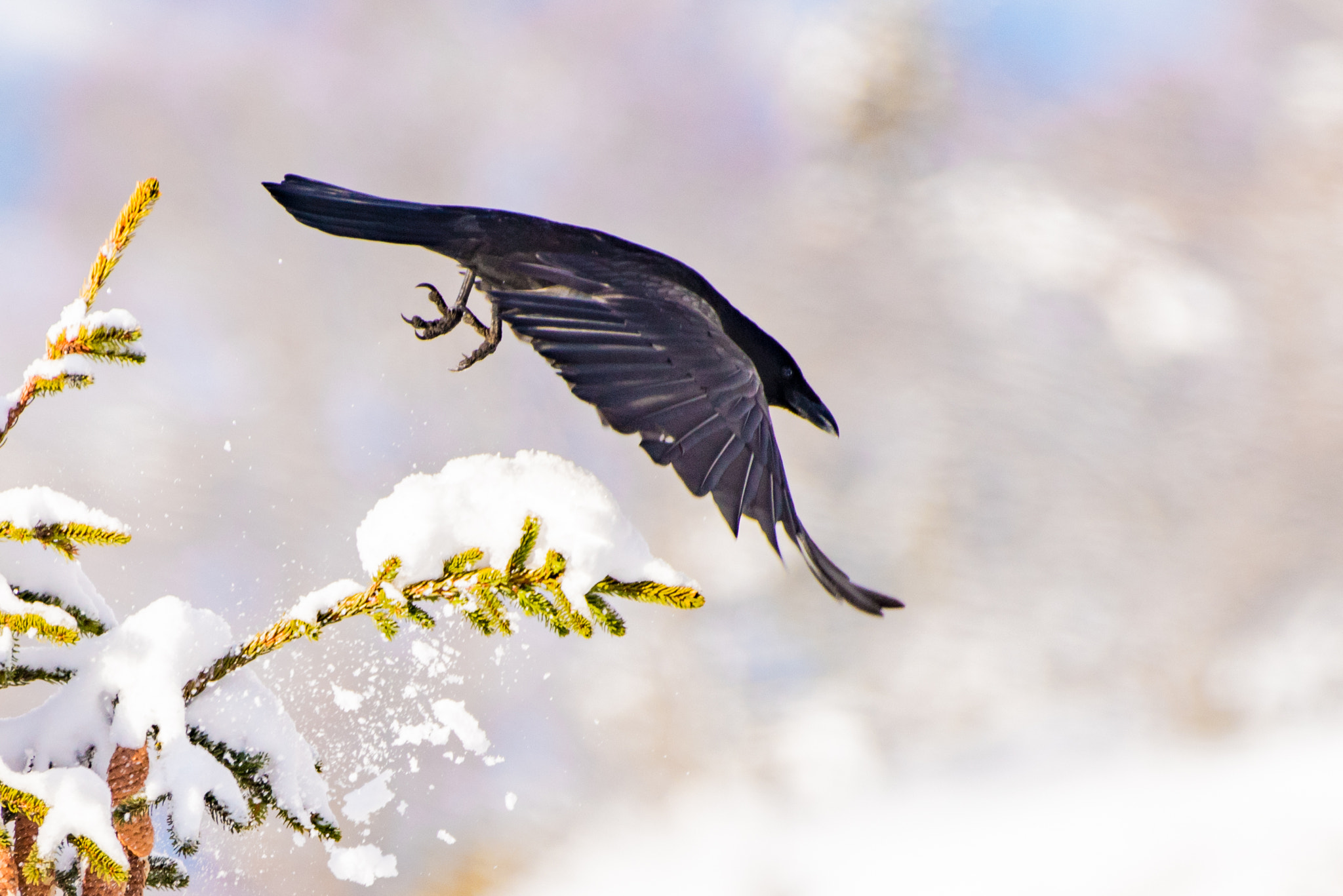 Nikon AF-S Nikkor 200-500mm F5.6E ED VR sample photo. Abflug photography