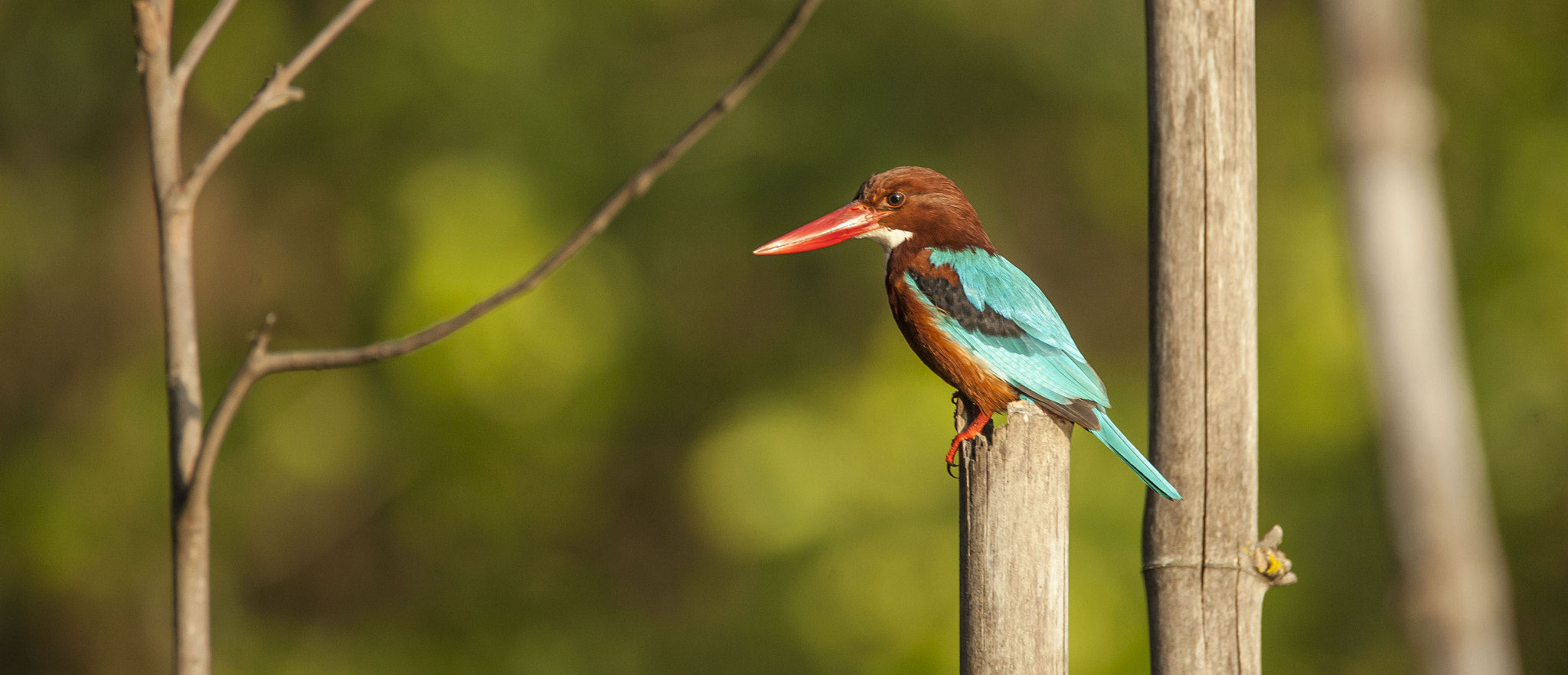 Tamron SP 150-600mm F5-6.3 Di VC USD sample photo. The king! photography