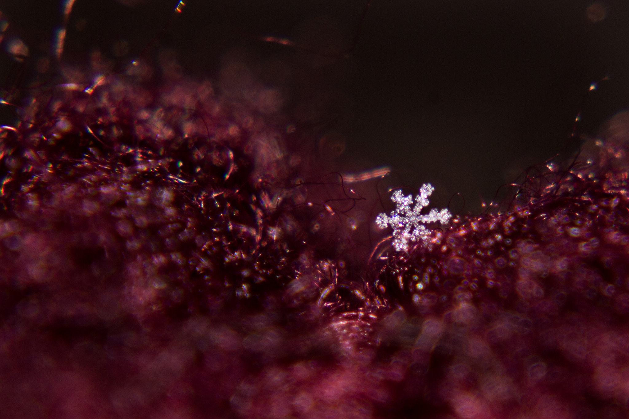Tamron SP 35mm F1.8 Di VC USD sample photo. Snowflake photography