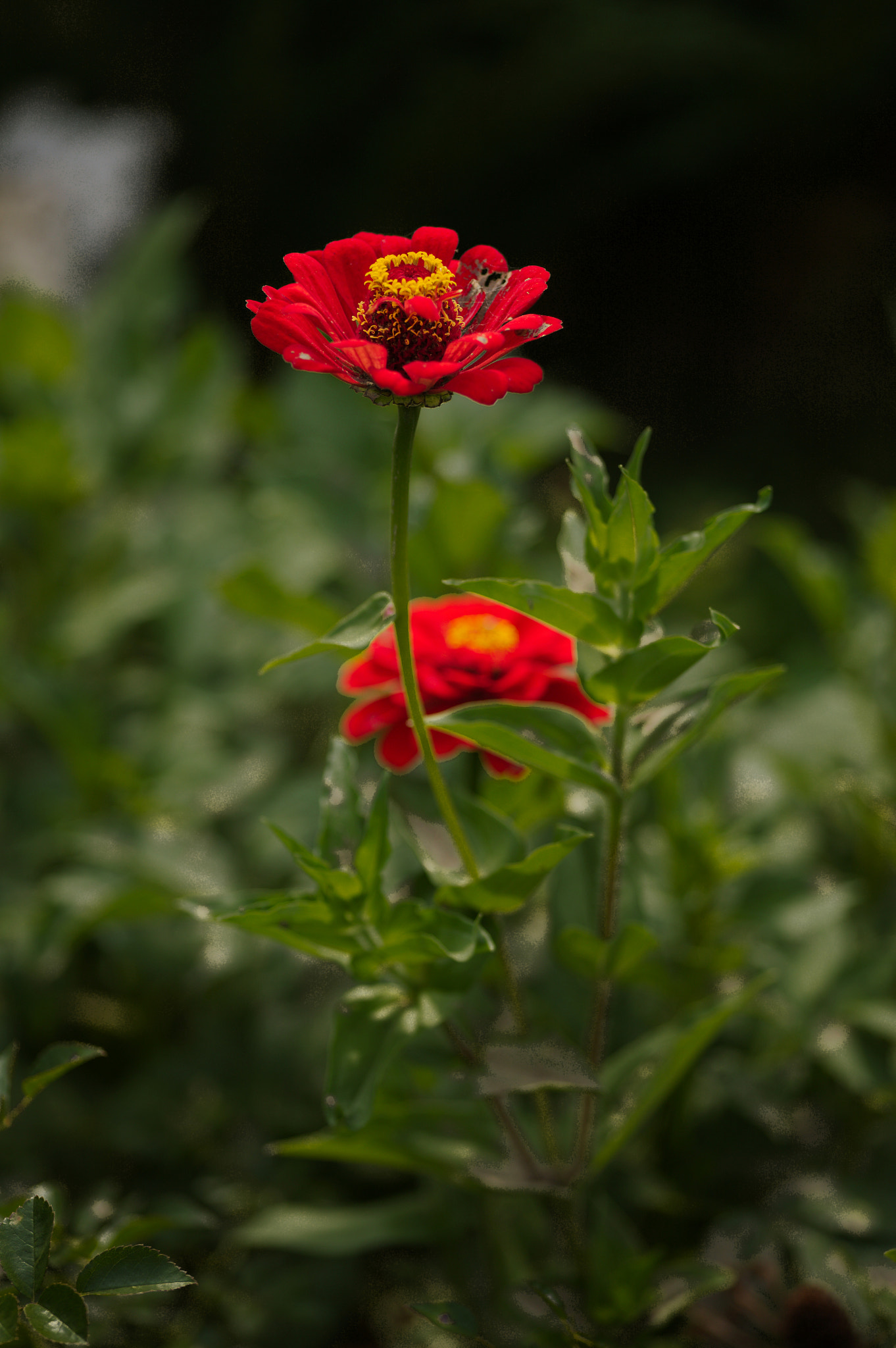 Canon EOS 5D + Sigma 105mm F2.8 EX DG Macro sample photo. Img_2917.jpg photography