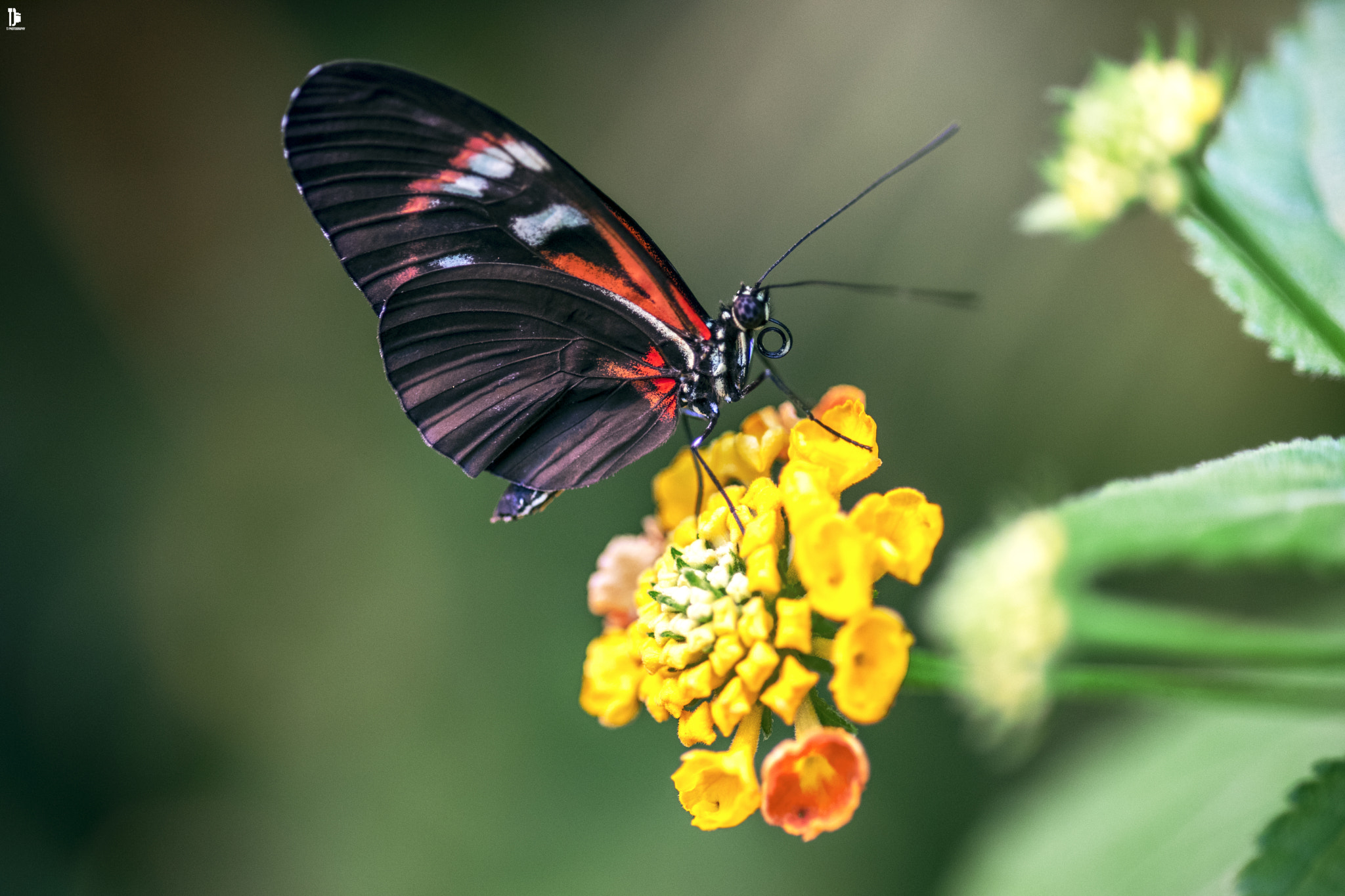 Sony a7 + Minolta AF 100mm F2.8 Macro [New] sample photo. Butterfly photography