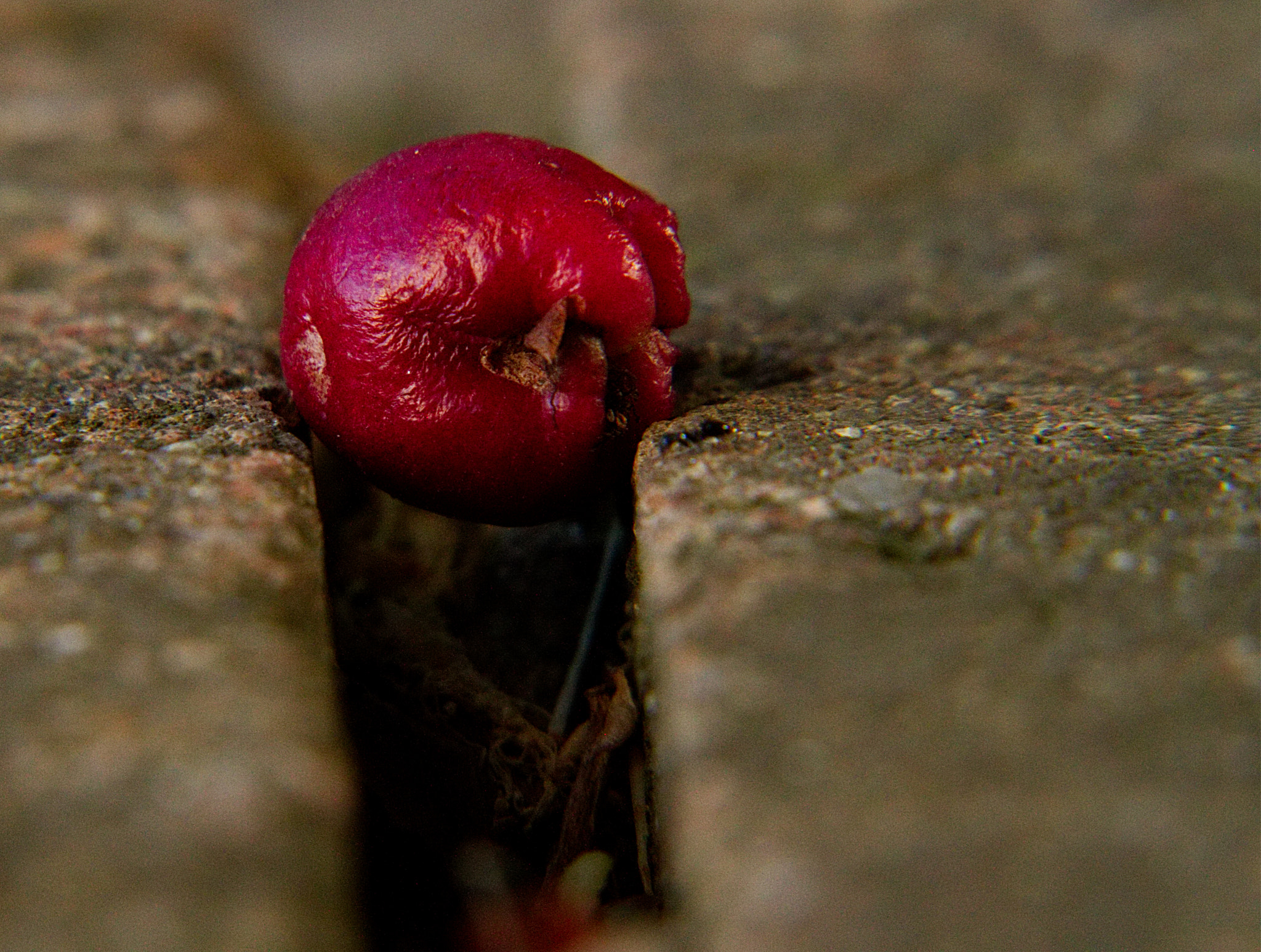 18.0 - 135.0 mm sample photo. Fallen into a crevice ant to the rescue photography