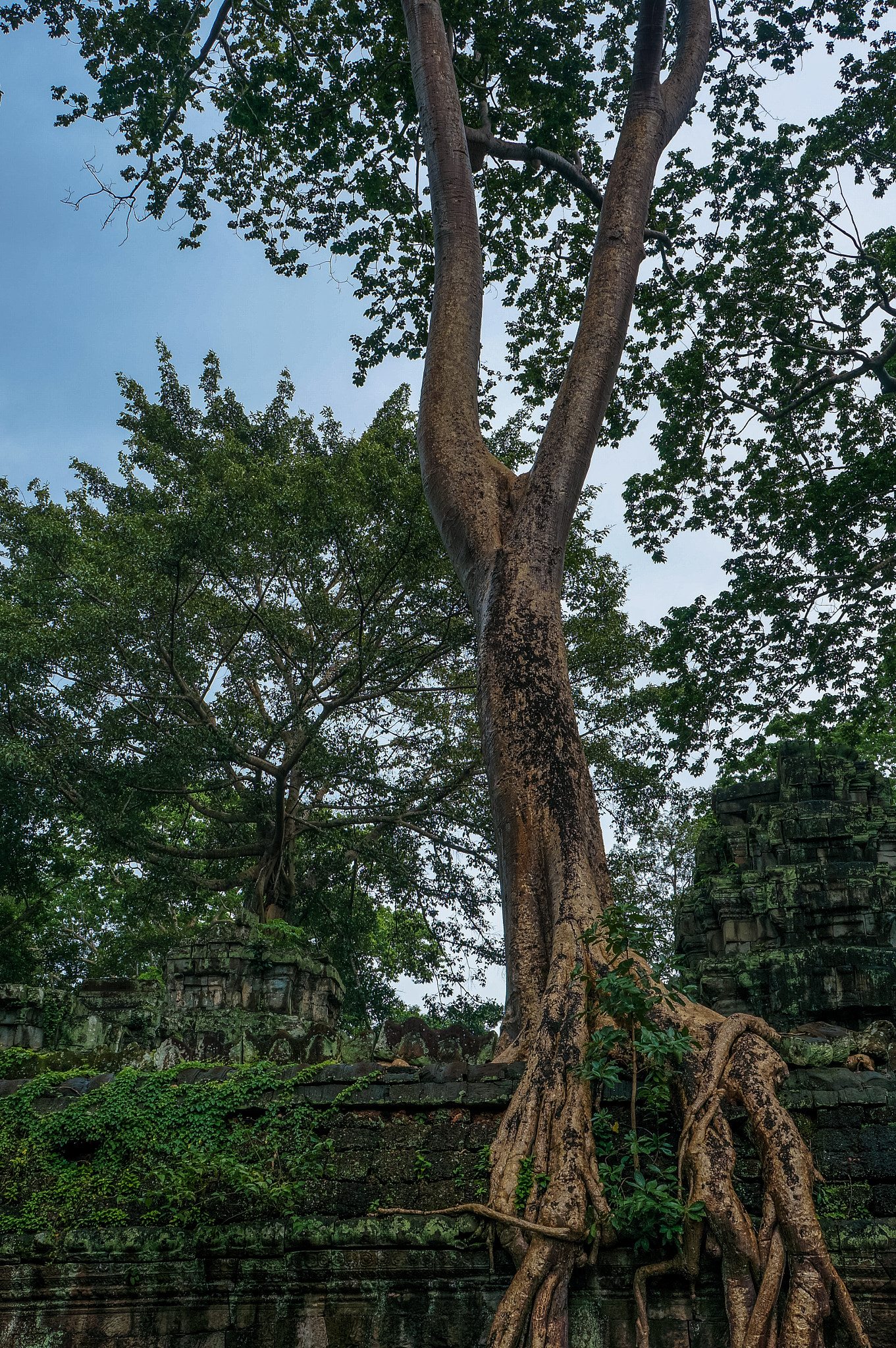 Tamron 18-200mm F3.5-6.3 Di III VC sample photo. Mighty nature photography