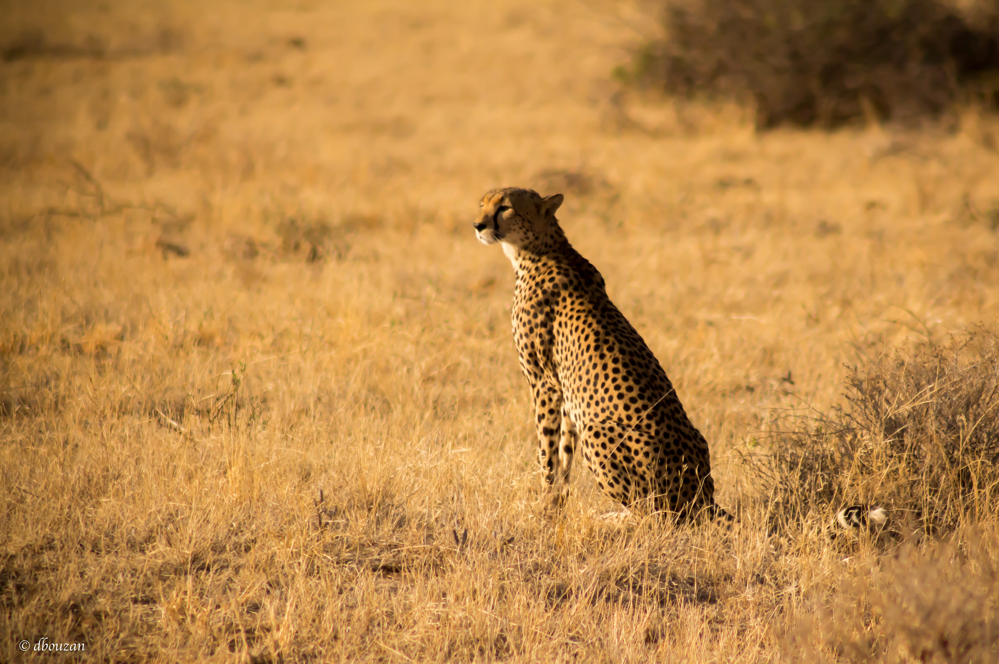 Canon EOS 650D (EOS Rebel T4i / EOS Kiss X6i) sample photo. Cheetah photography