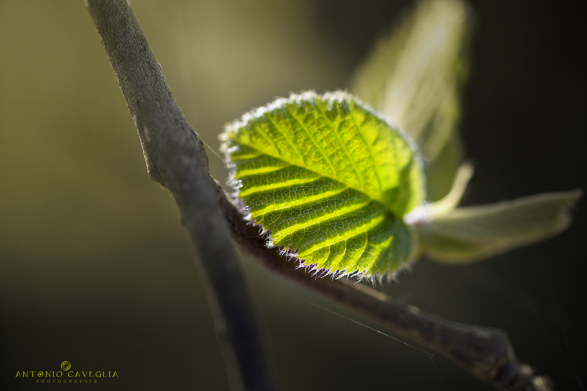 Canon EOS 6D + Tamron SP AF 90mm F2.8 Di Macro sample photo. La foglia photography