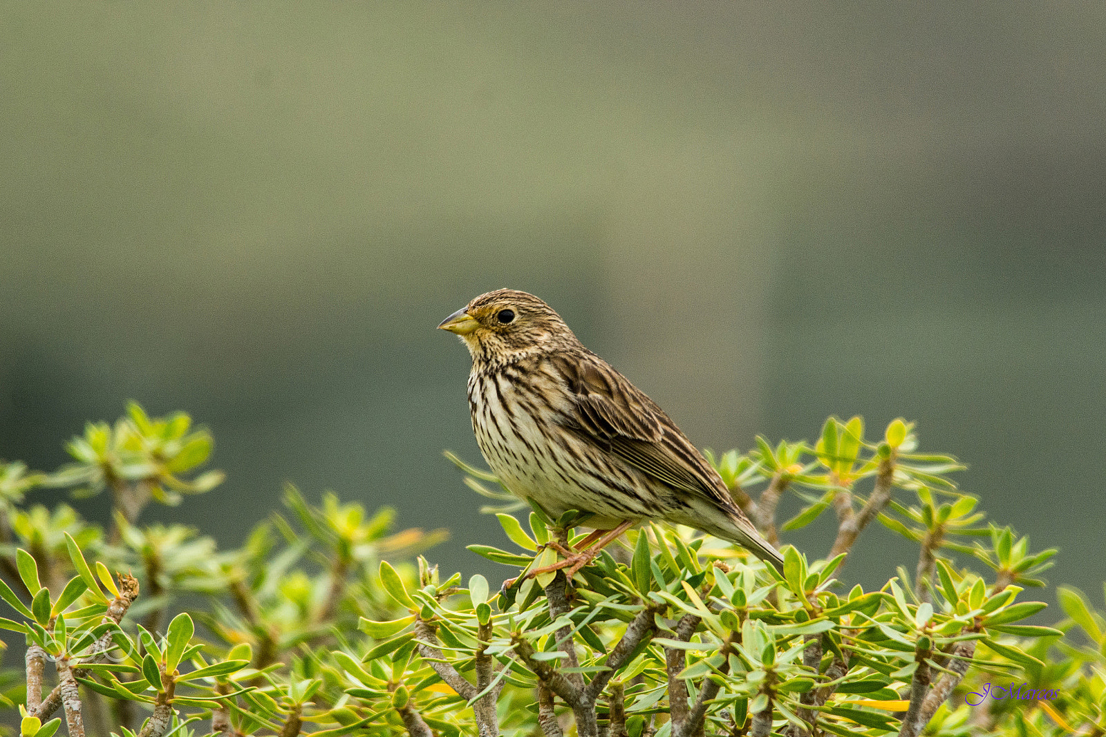 Sigma 150-500mm F5-6.3 DG OS HSM sample photo. Corn bunting photography