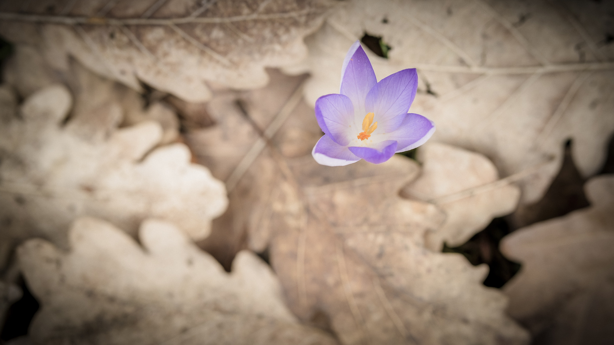 Fujifilm X-Pro1 + Fujifilm XF 50mm F2 R WR sample photo. Spring awakening photography
