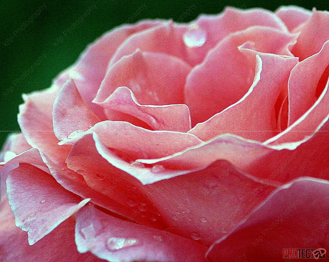 Canon EOS 400D (EOS Digital Rebel XTi / EOS Kiss Digital X) + Canon EF 70-300mm F4-5.6 IS USM sample photo. Pink rose rain photography