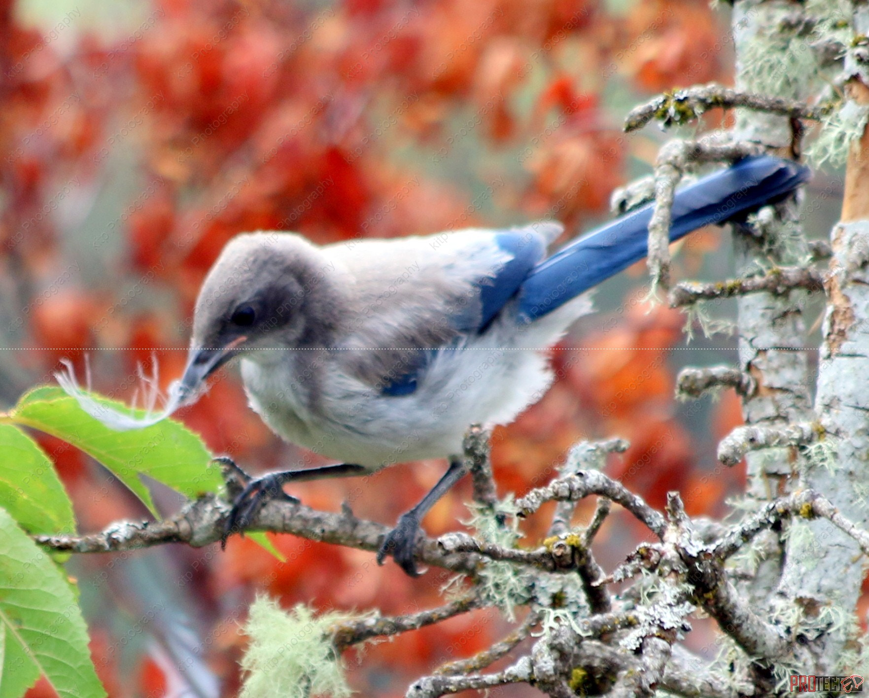 Canon EF 70-300mm F4-5.6 IS USM sample photo. Bj feather photography