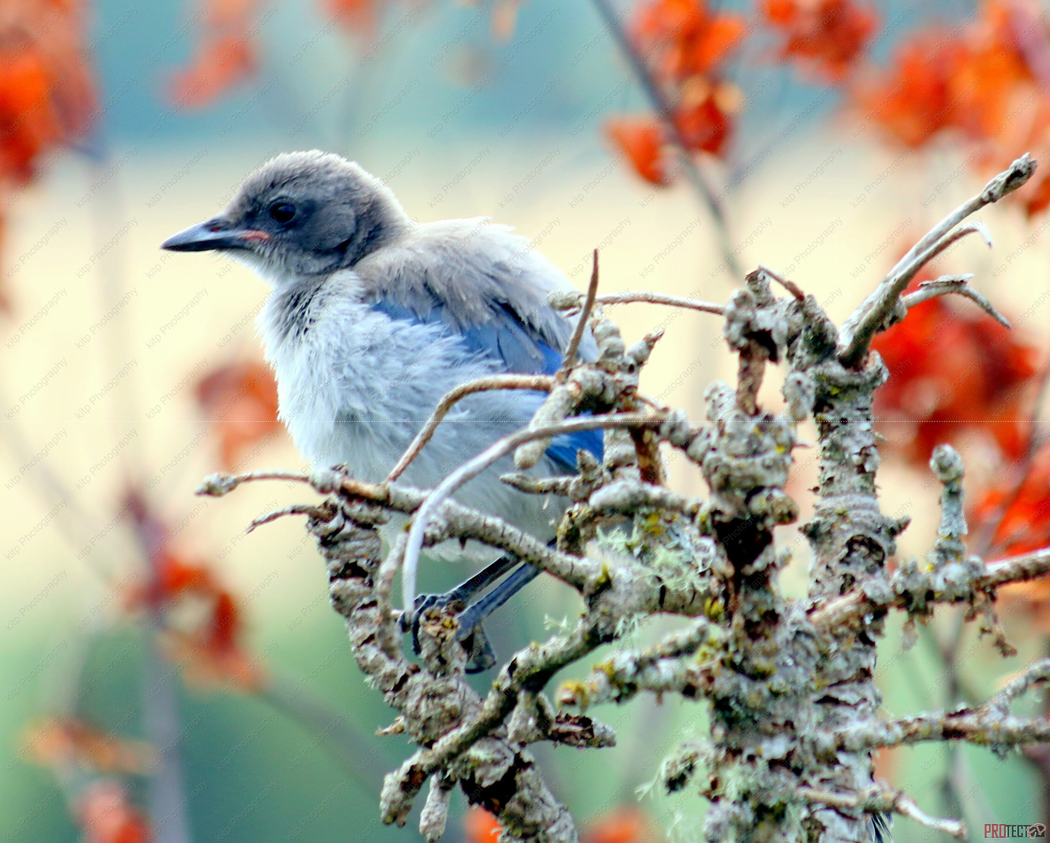 Canon EF 70-300mm F4-5.6 IS USM sample photo. Bjb photography