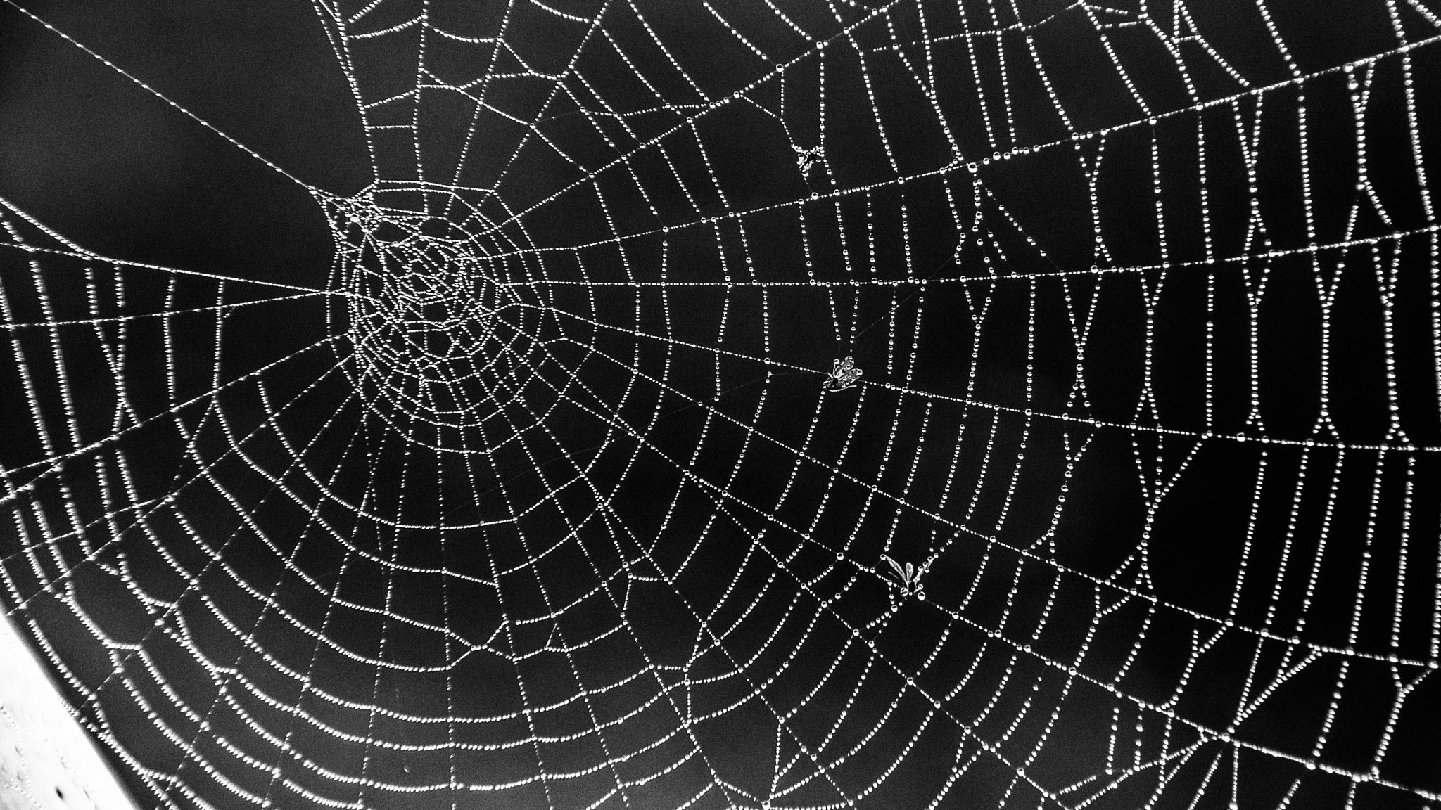 Nikon D3100 sample photo. Spider web photography