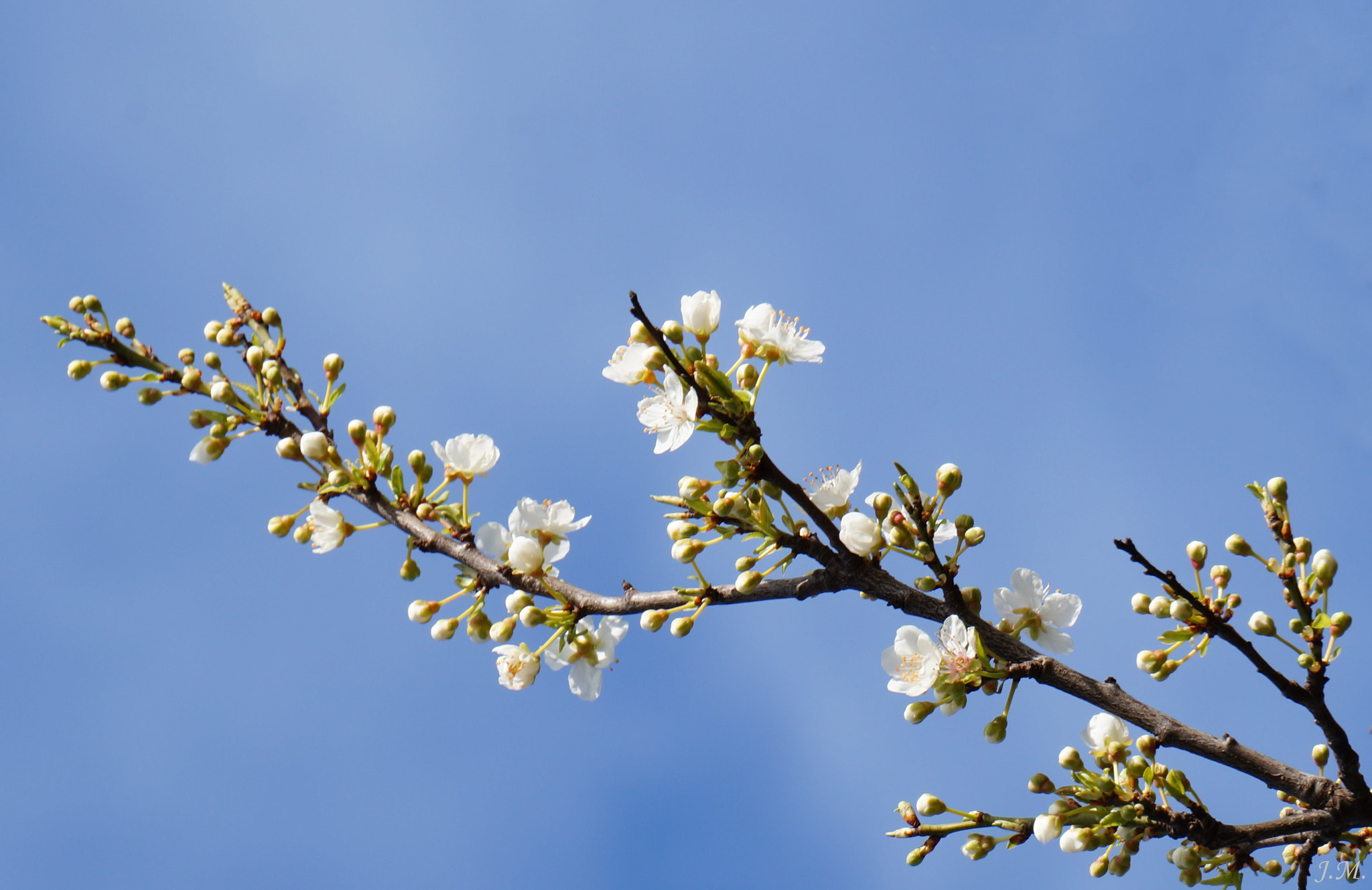 Sony E 55-210mm F4.5-6.3 OSS sample photo. Wiosenne drzewo photography