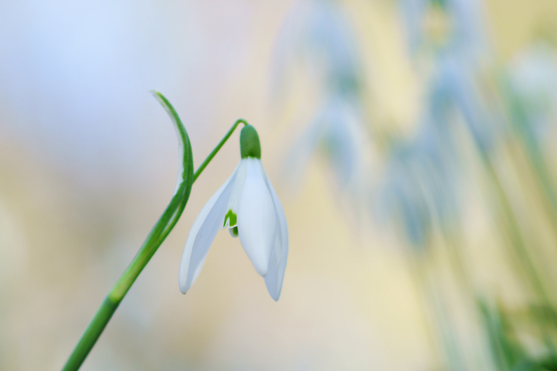 Sony ILCA-77M2 + Tamron SP AF 90mm F2.8 Di Macro sample photo. Snowdrop photography